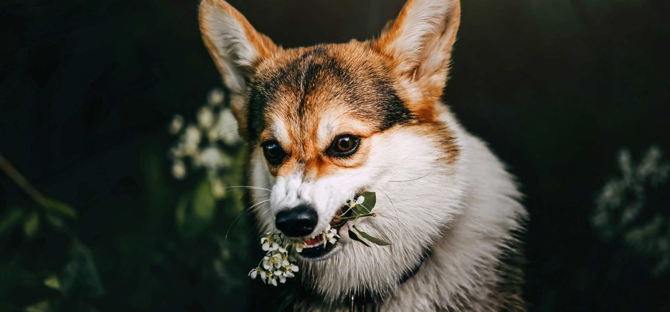 Фотограф-анималист Елена Радченко, Москва