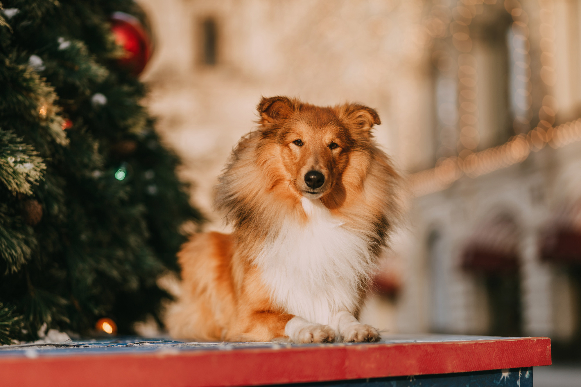 Ирэн и Тео. Фотограф-анималист Елена Радченко, Москва