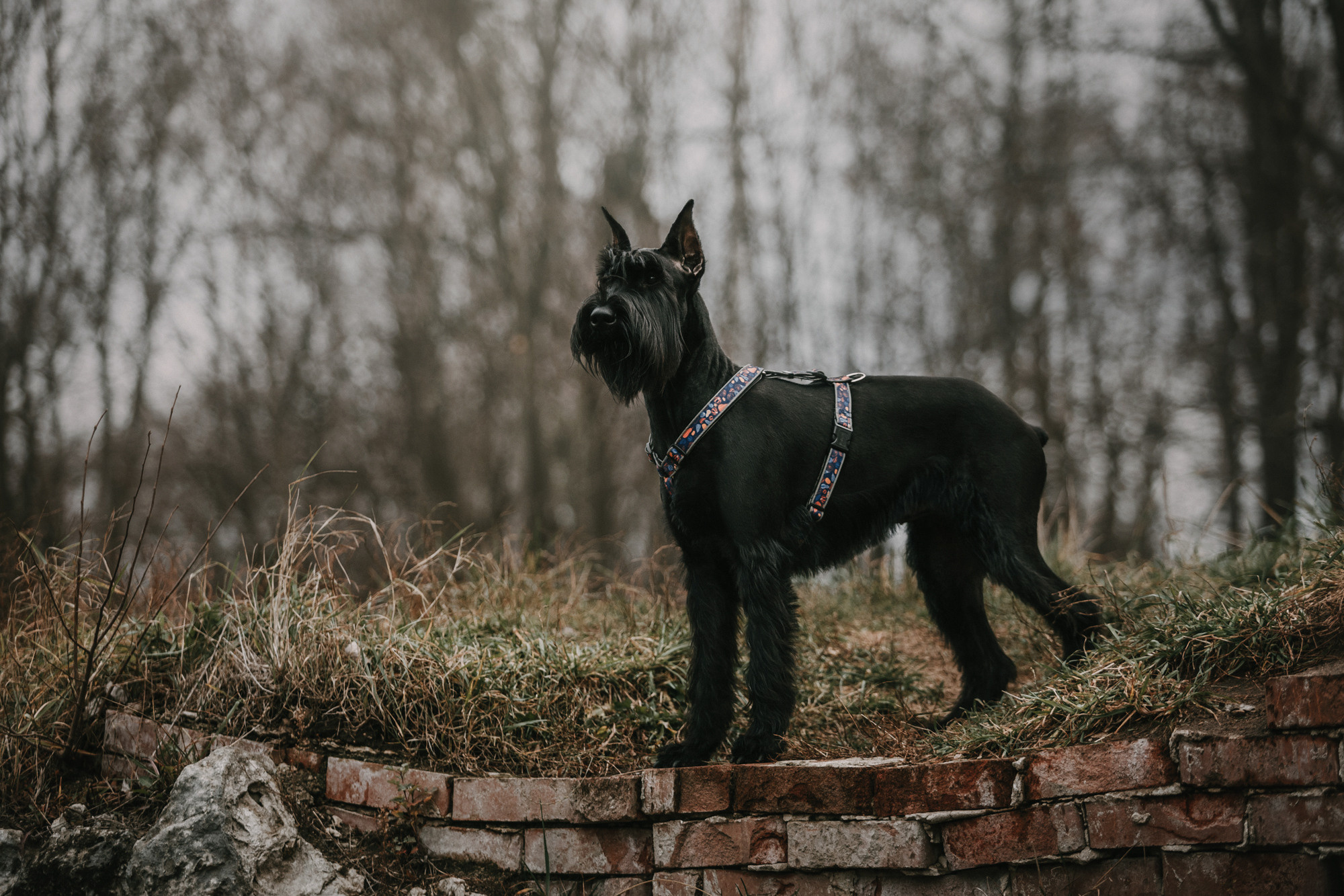 Асаль и Черри. Фотограф-анималист Елена Радченко, Москва