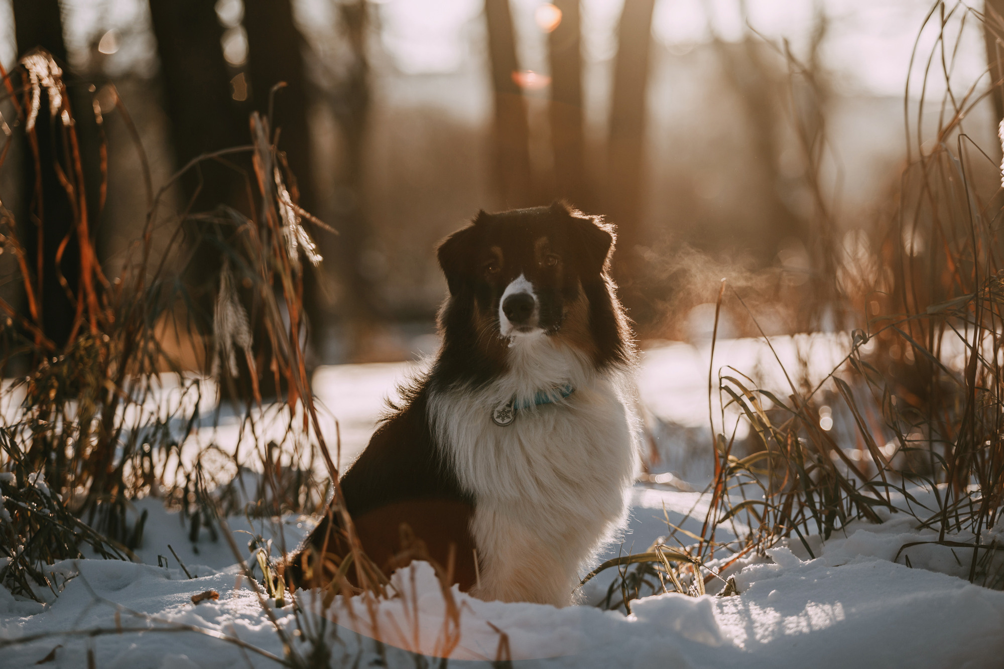 Анна и Чарли. Фотограф-анималист Елена Радченко, Москва