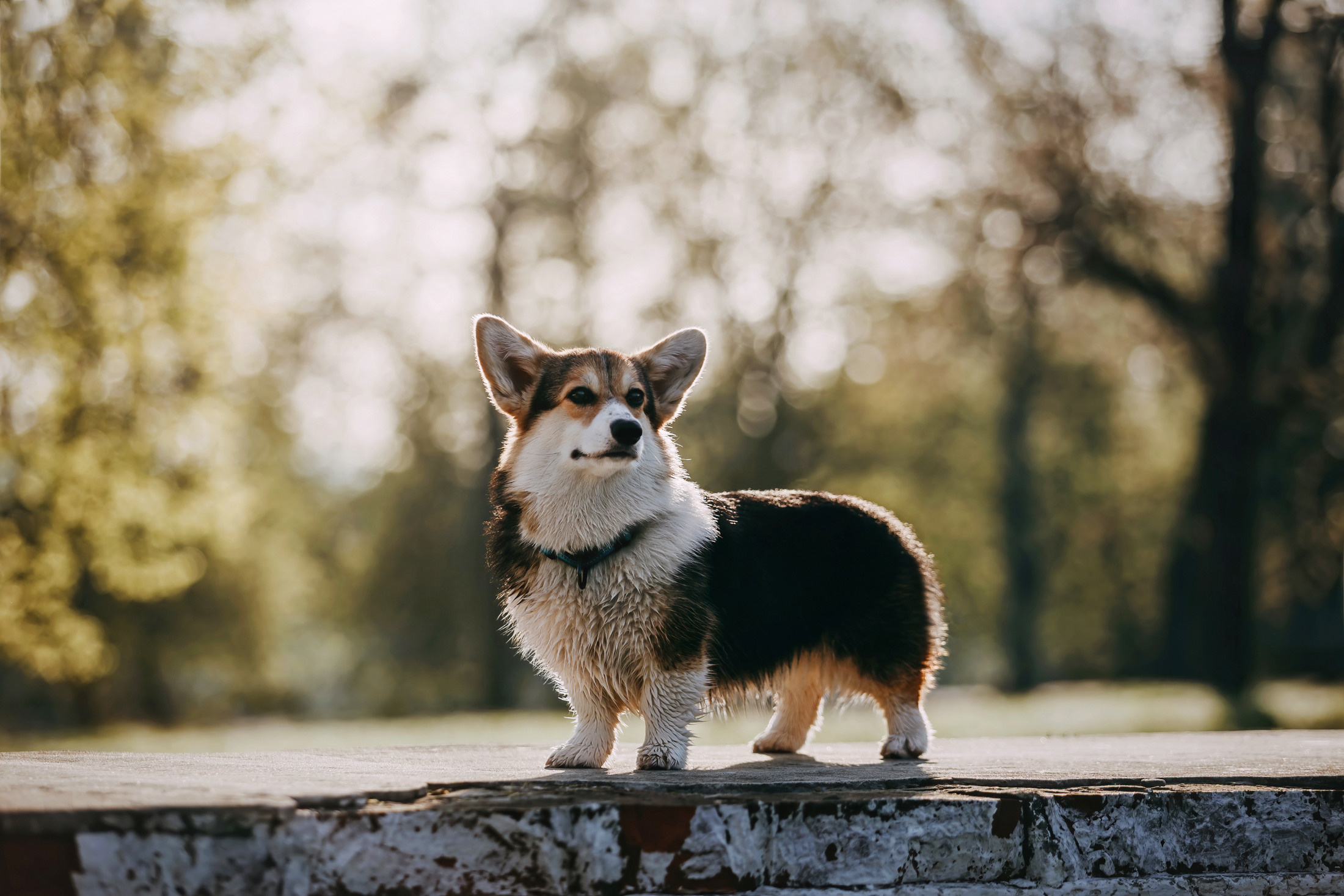 Габи. Фотограф-анималист Елена Радченко, Москва