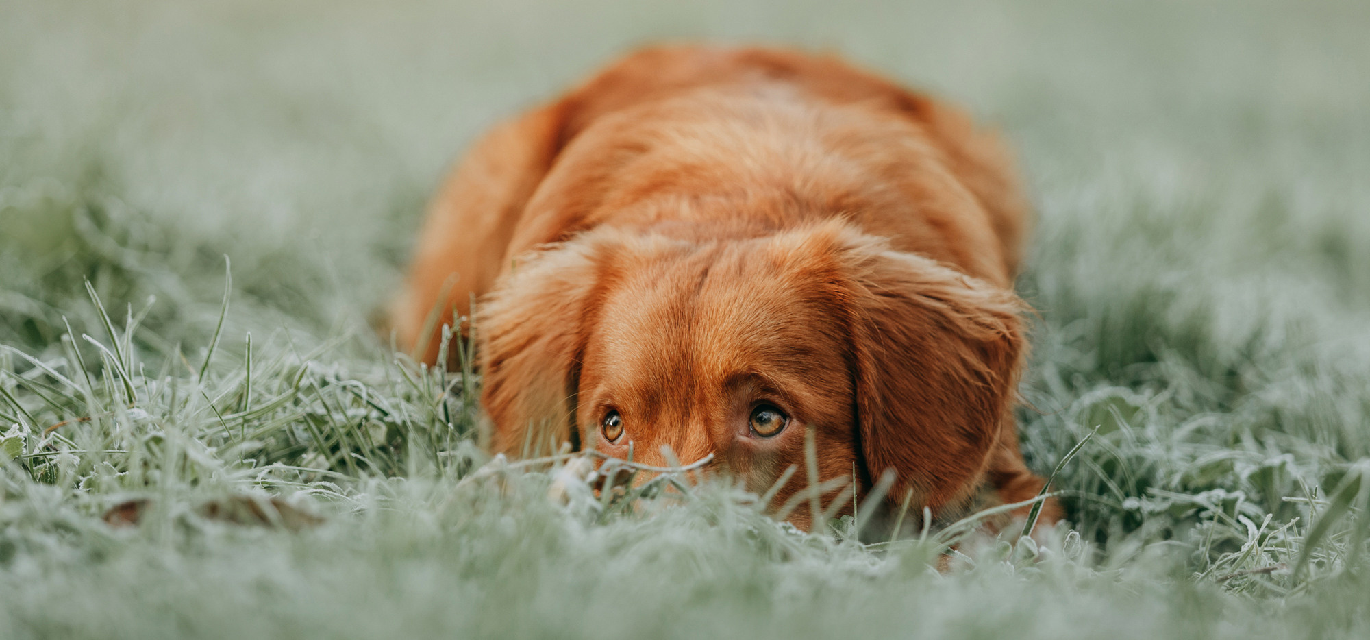 Фотограф-анималист Елена Радченко, Москва