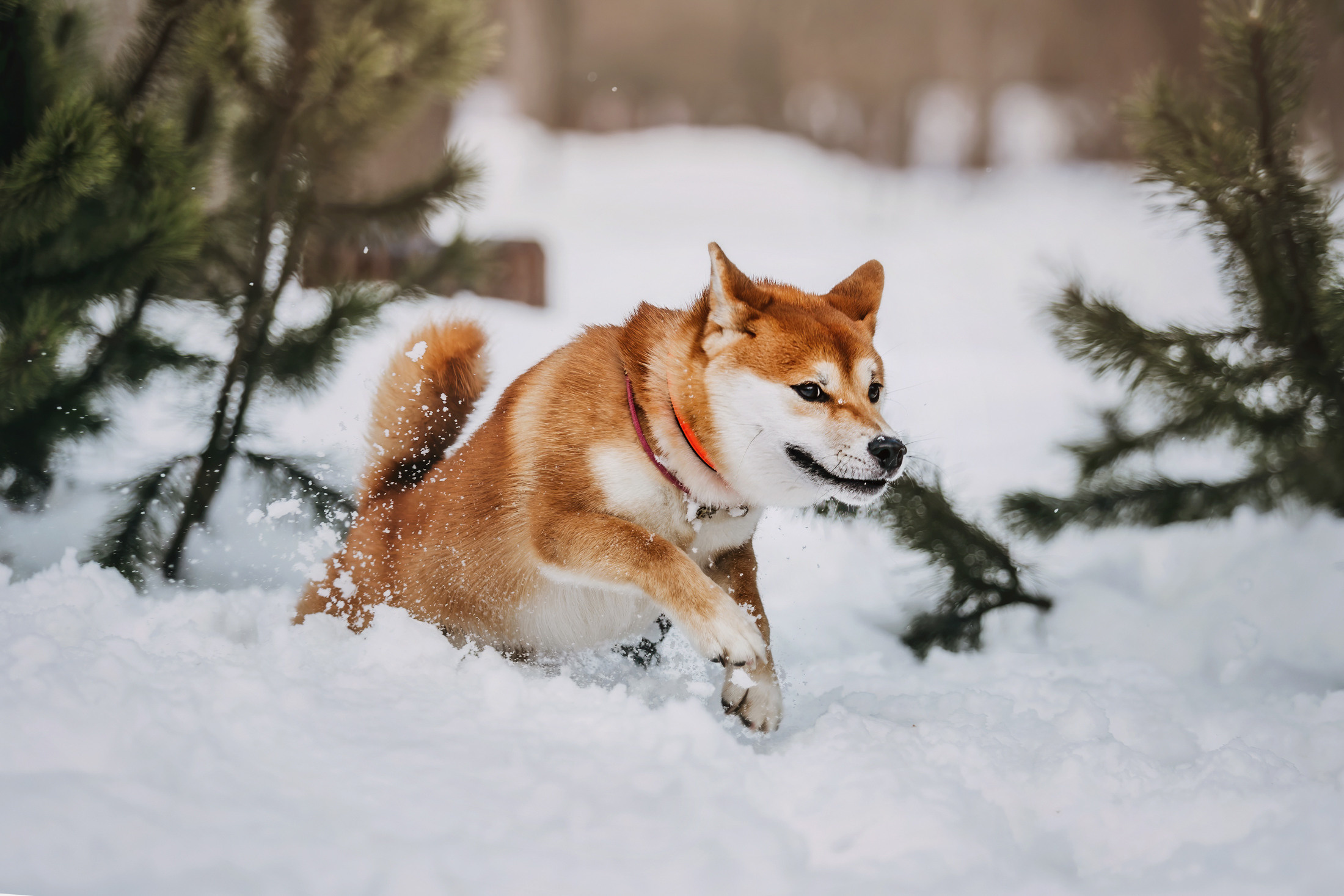 Юдай. Фотограф-анималист Елена Радченко, Москва
