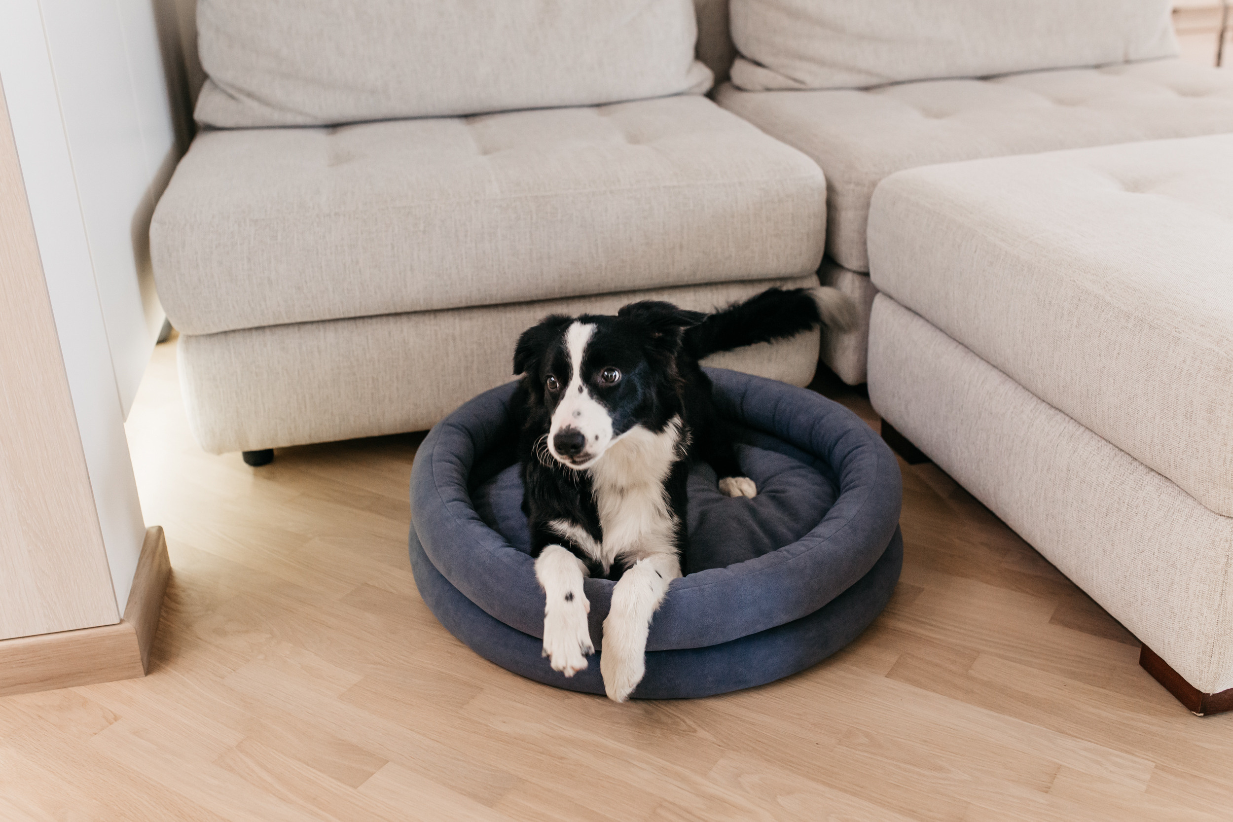 Магазин Bumbaboo. Фотограф-анималист Елена Радченко, Москва