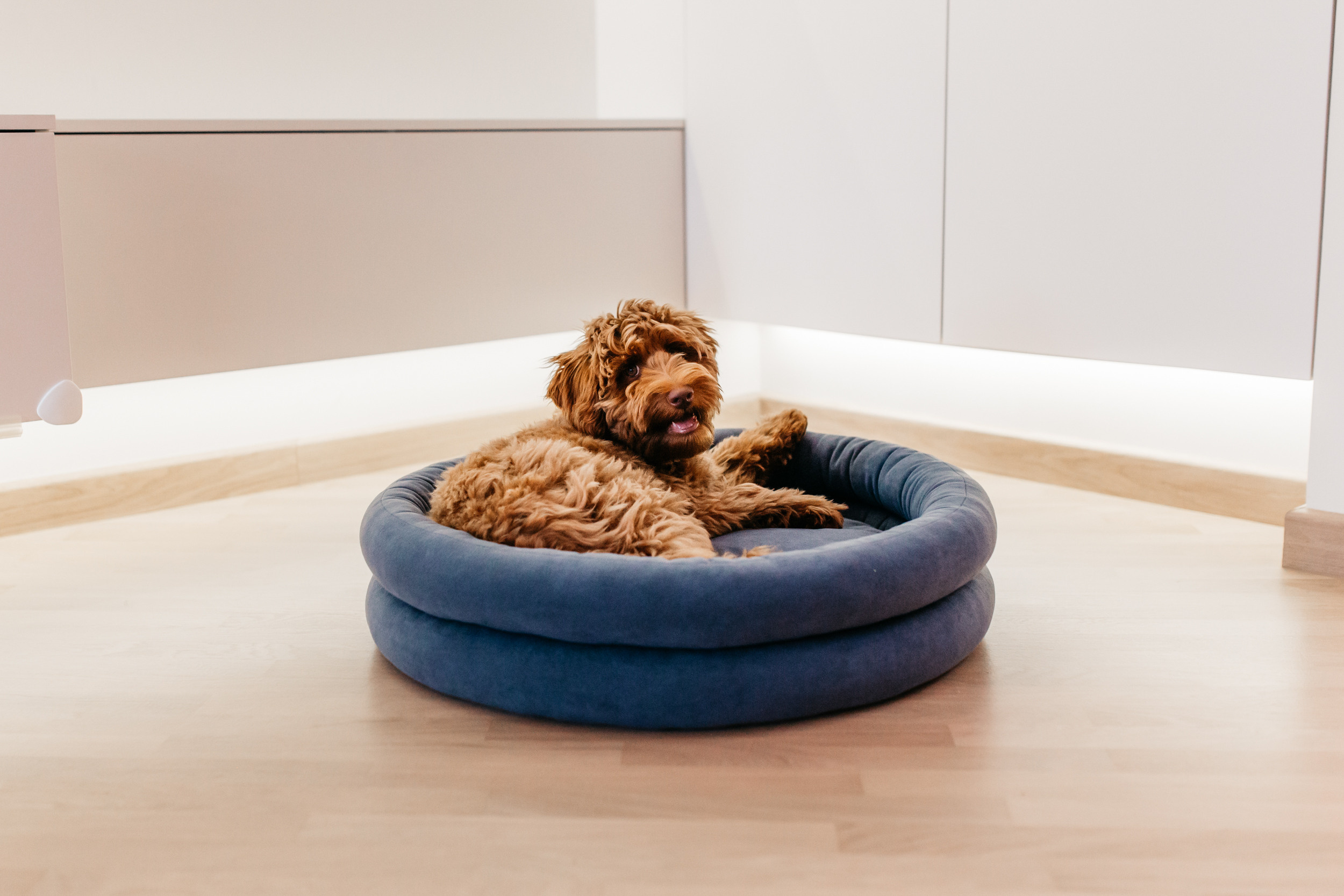 Магазин Bumbaboo. Фотограф-анималист Елена Радченко, Москва