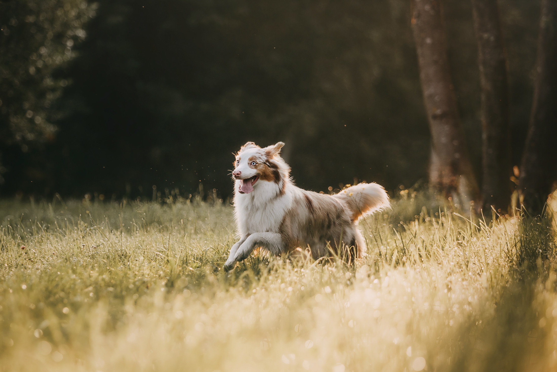 Наташа и Элфи. Фотограф-анималист Елена Радченко, Москва