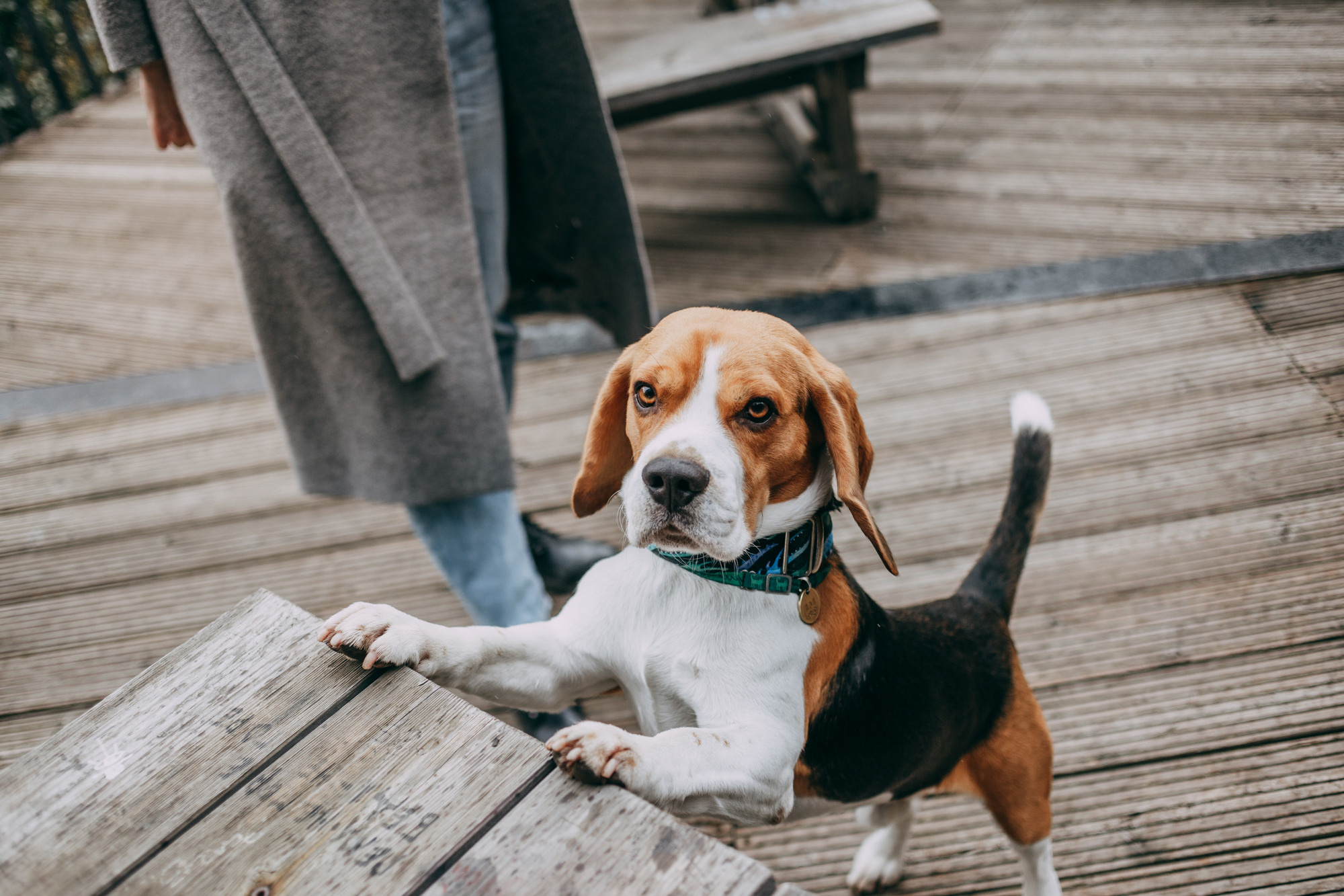 Марина и Дэй. Фотограф-анималист Елена Радченко, Москва