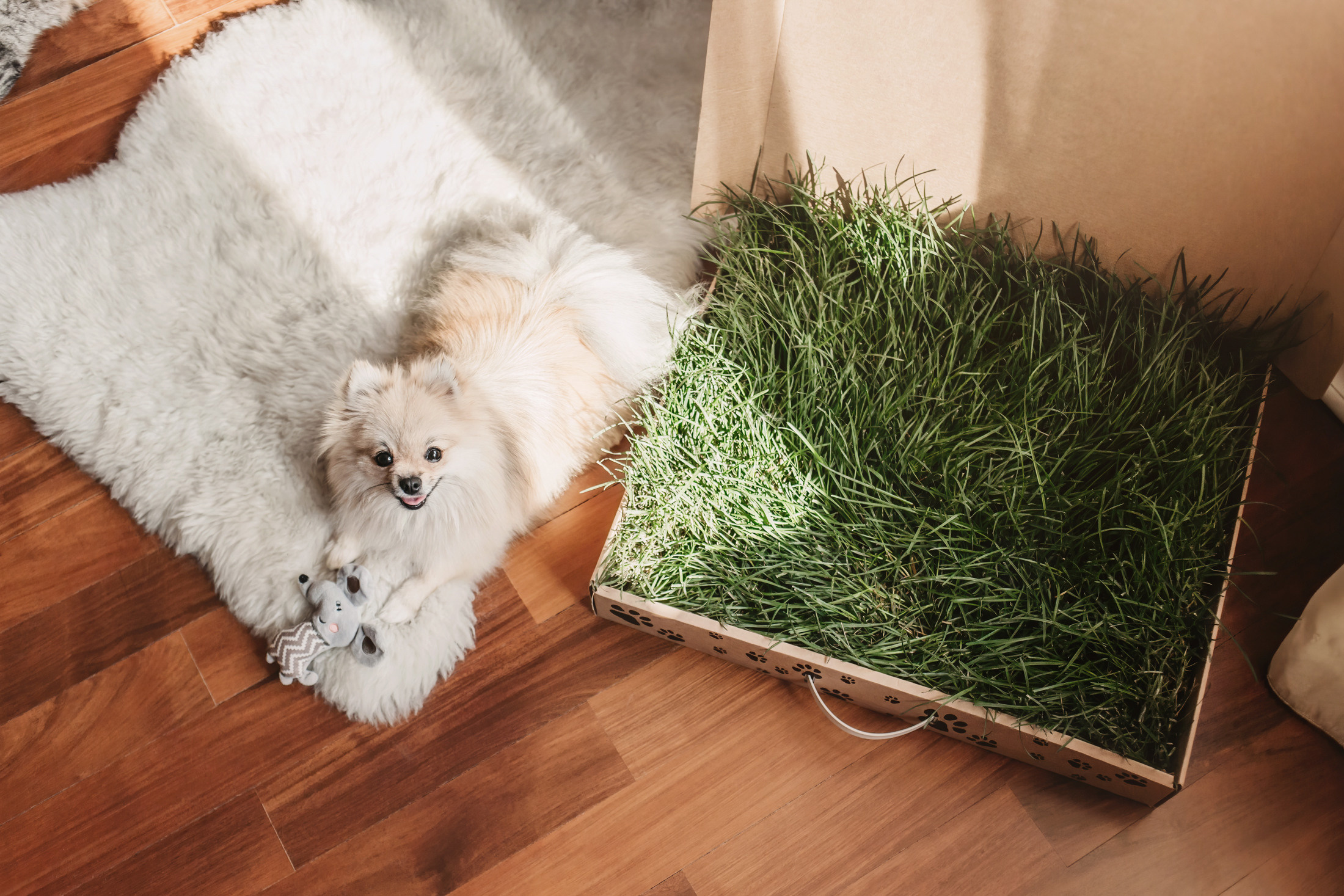 Эко-лотки. Фотограф-анималист Елена Радченко, Москва