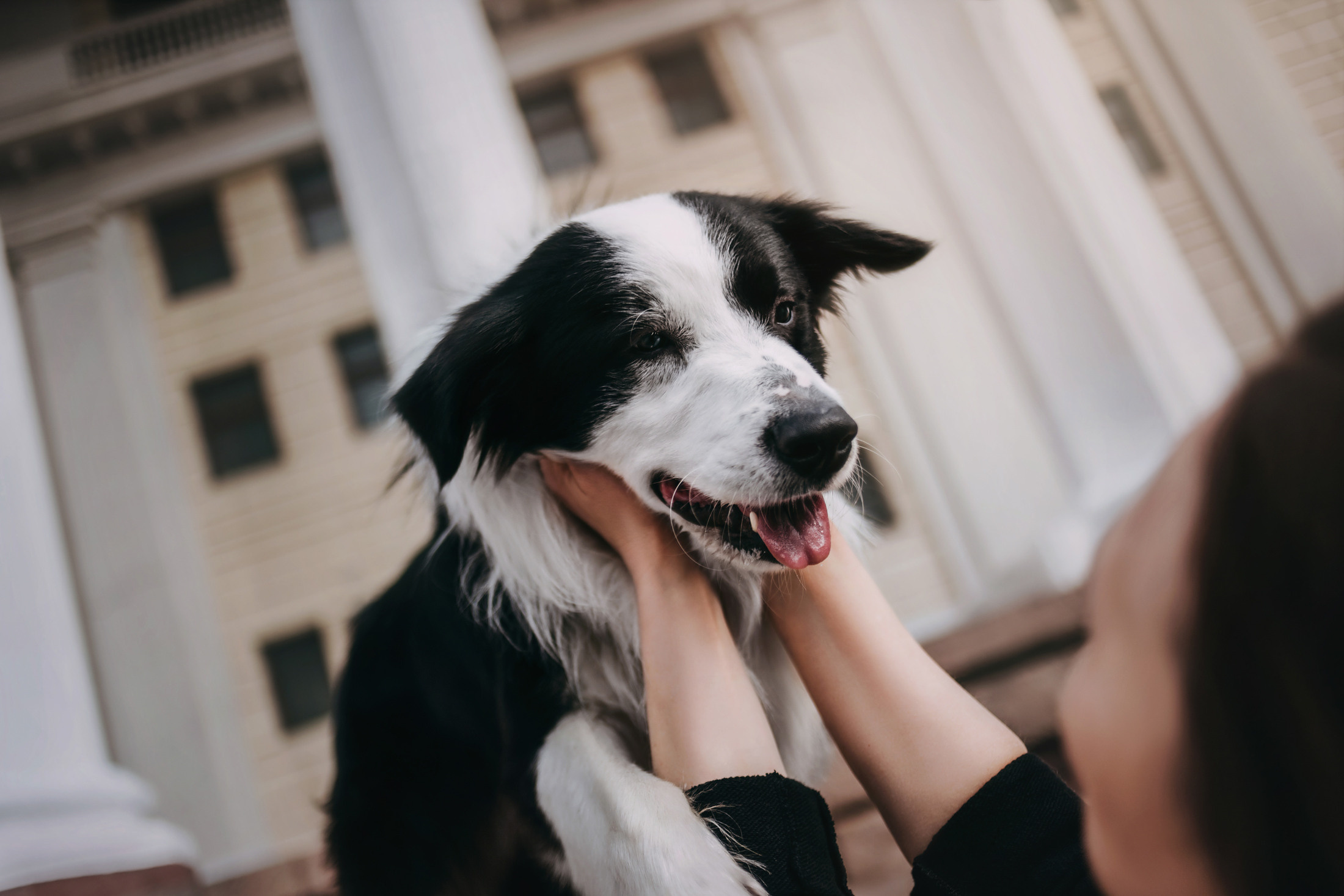 Найт. Фотограф-анималист Елена Радченко, Москва