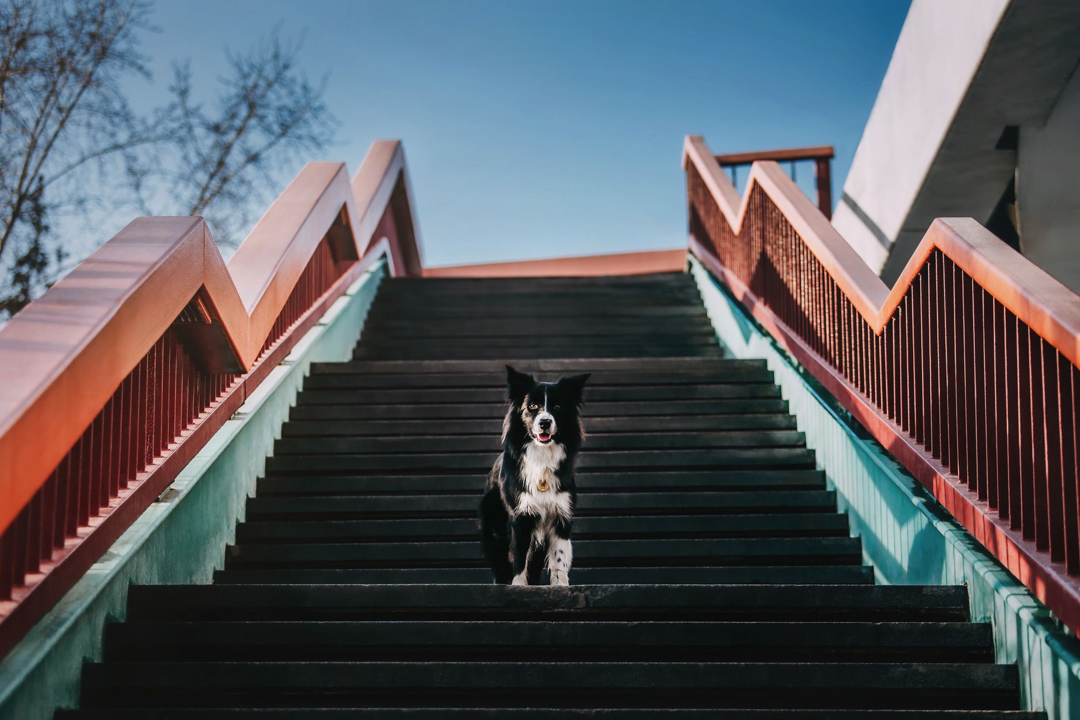 Юля и Маккензи. Фотограф-анималист Елена Радченко, Москва