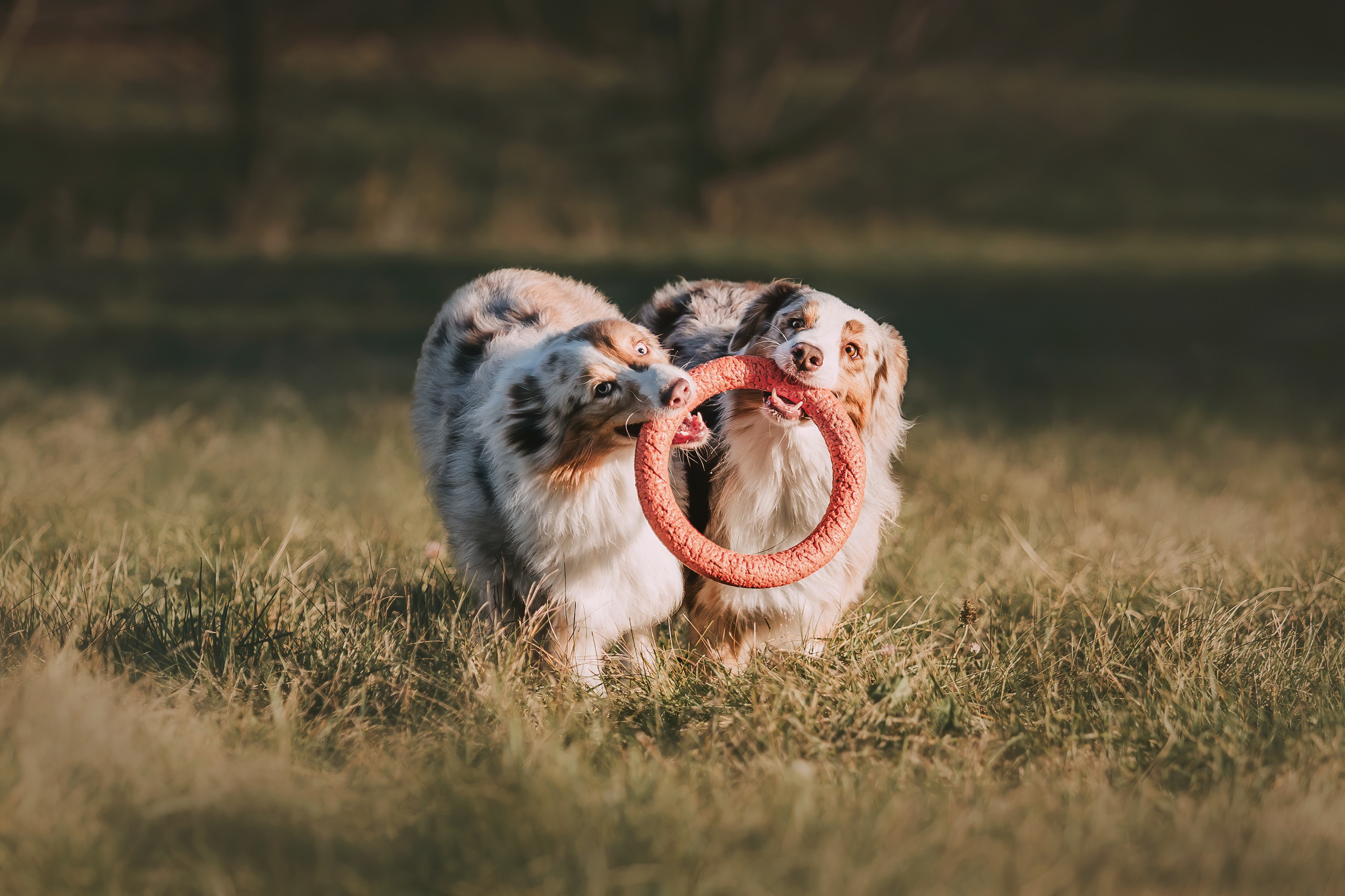 Аусси встреча. Фотограф-анималист Елена Радченко, Москва