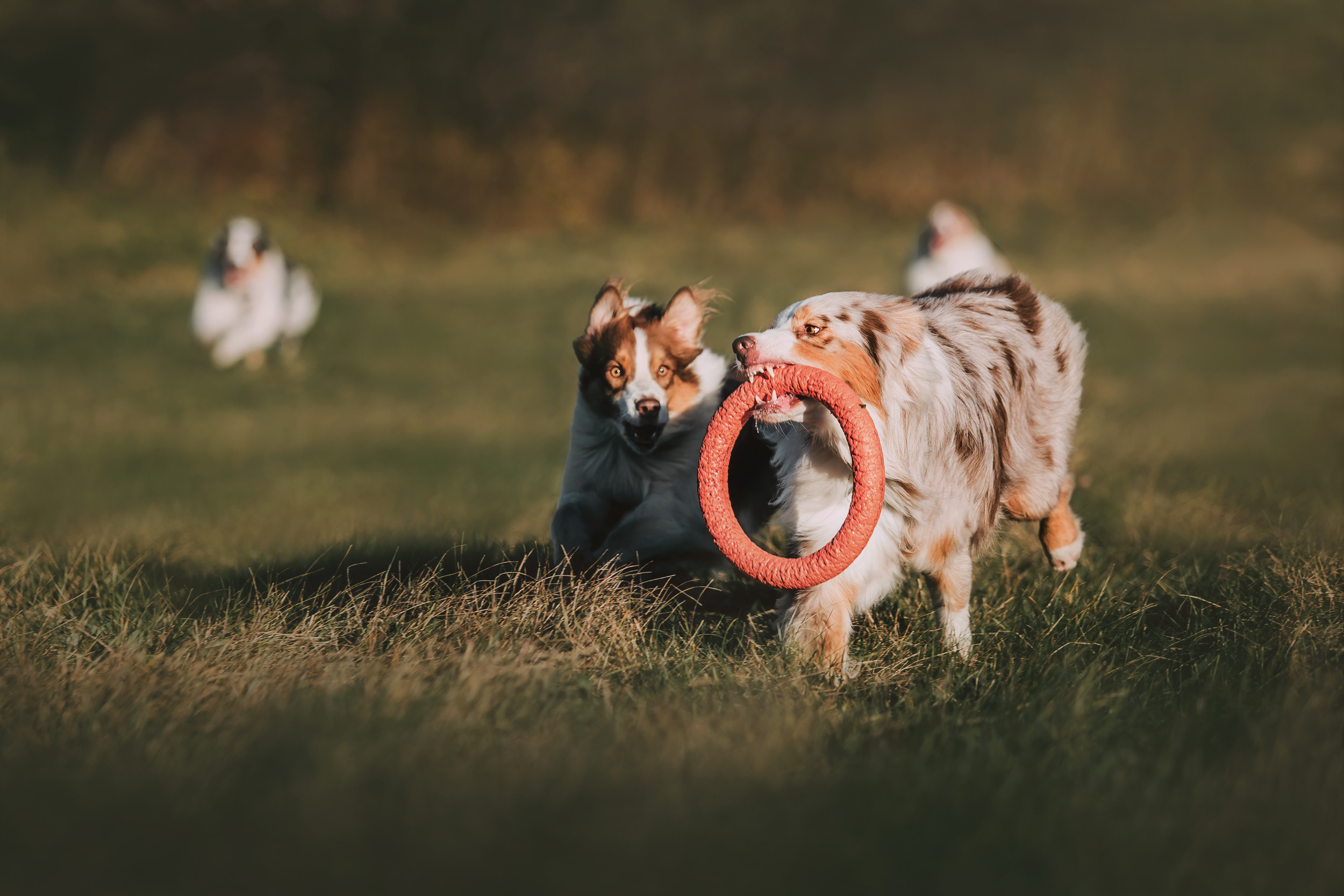Аусси встреча. Фотограф-анималист Елена Радченко, Москва