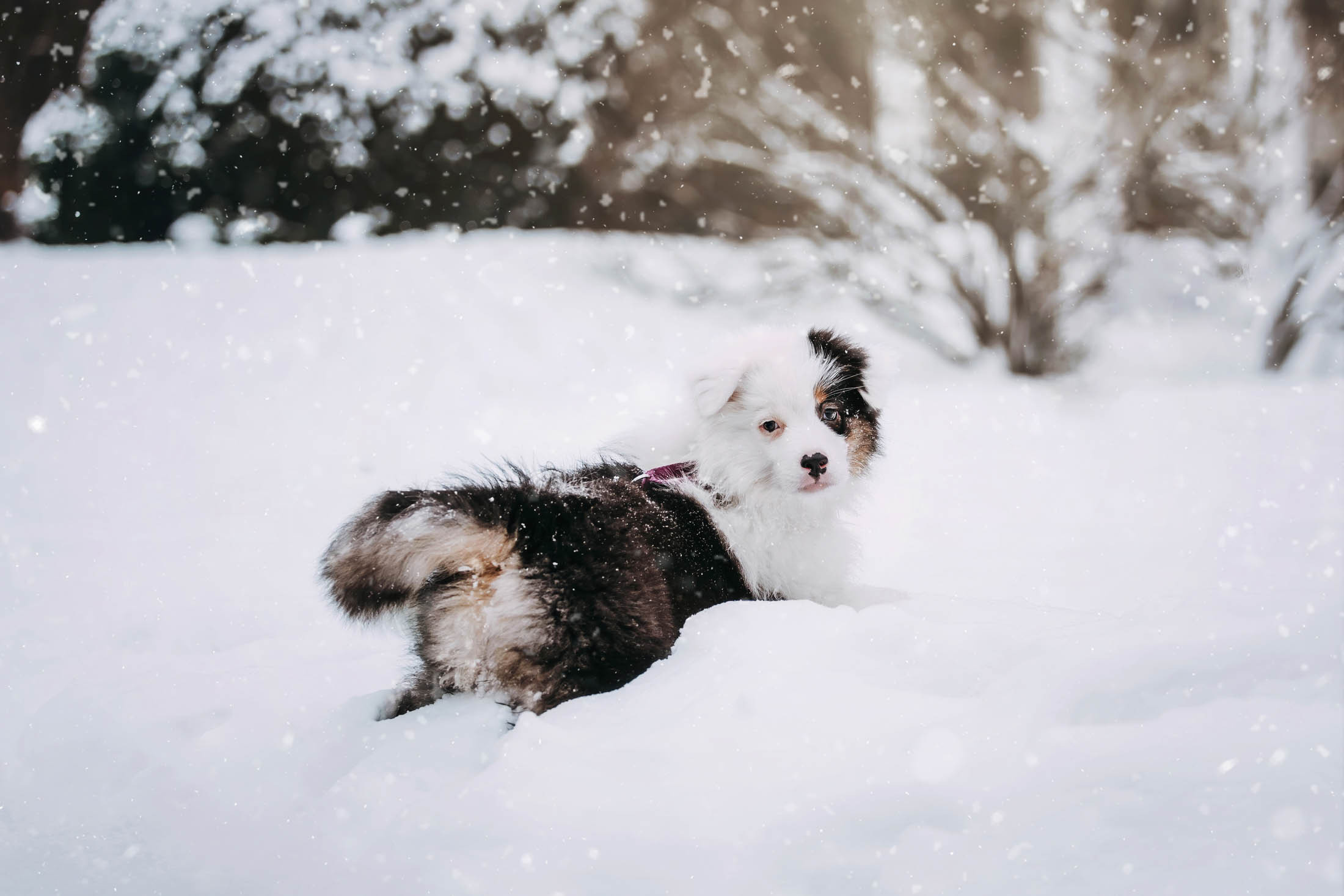 Эбби. Фотограф-анималист Елена Радченко, Москва