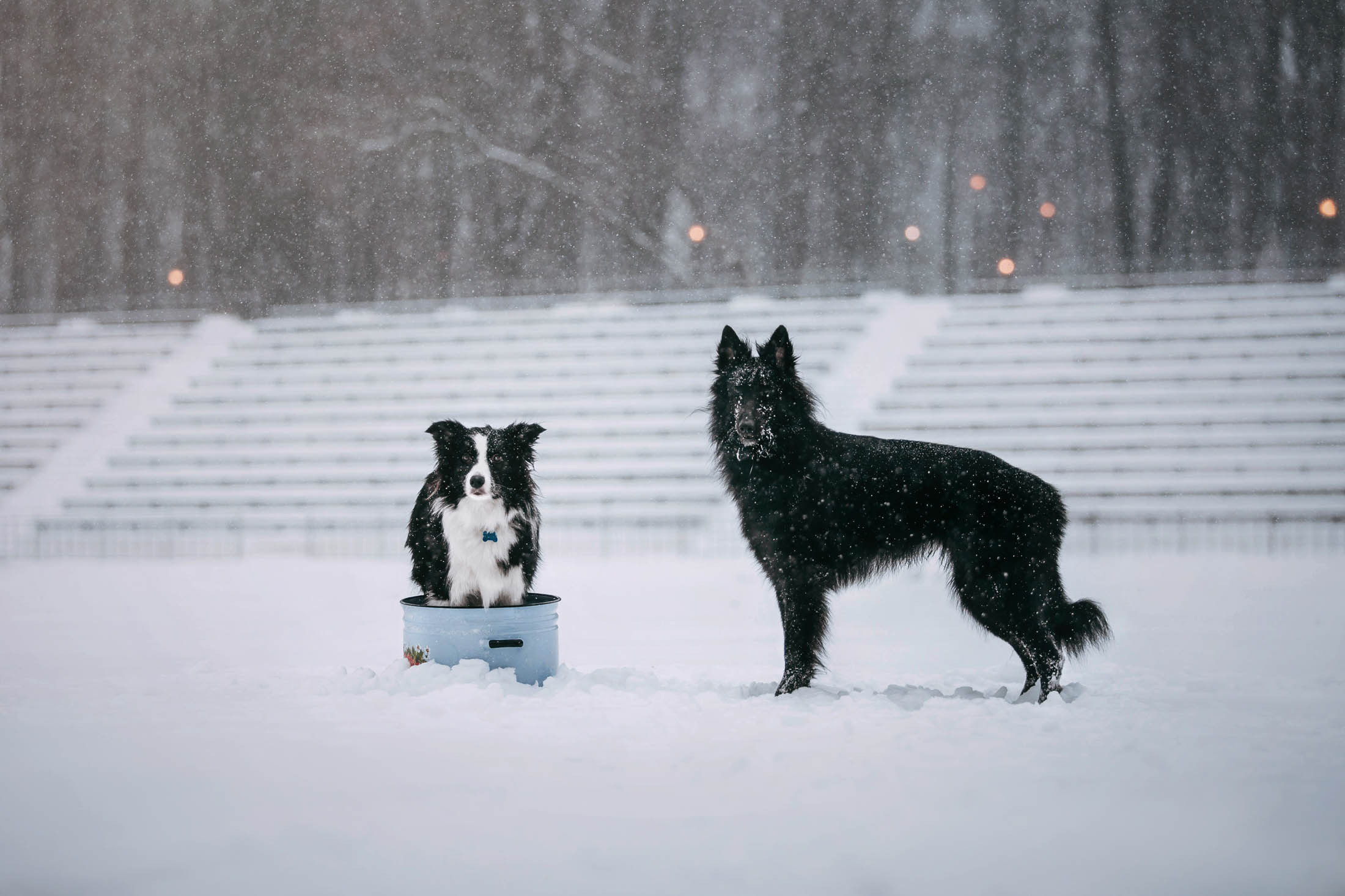 Мерлин и Адидас. Фотограф-анималист Елена Радченко, Москва