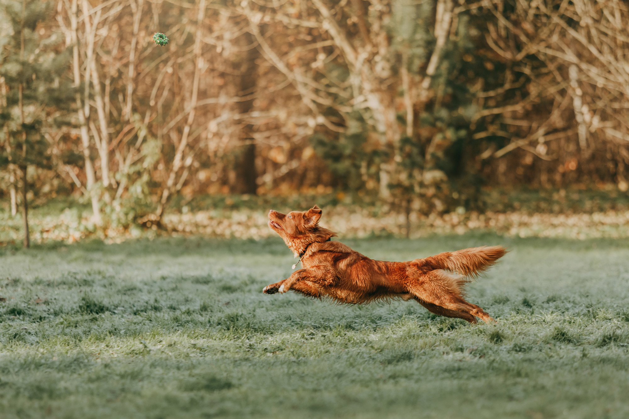 Бублик. Фотограф-анималист Елена Радченко, Москва