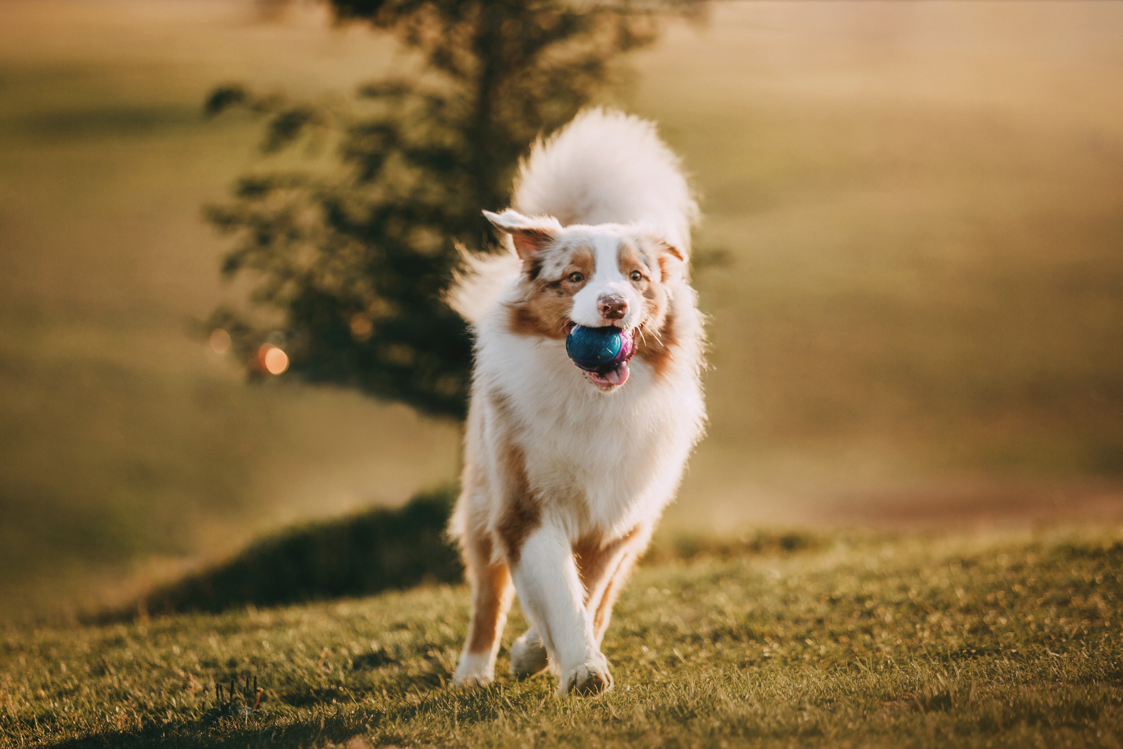 Оксана и Морти. Фотограф-анималист Елена Радченко, Москва
