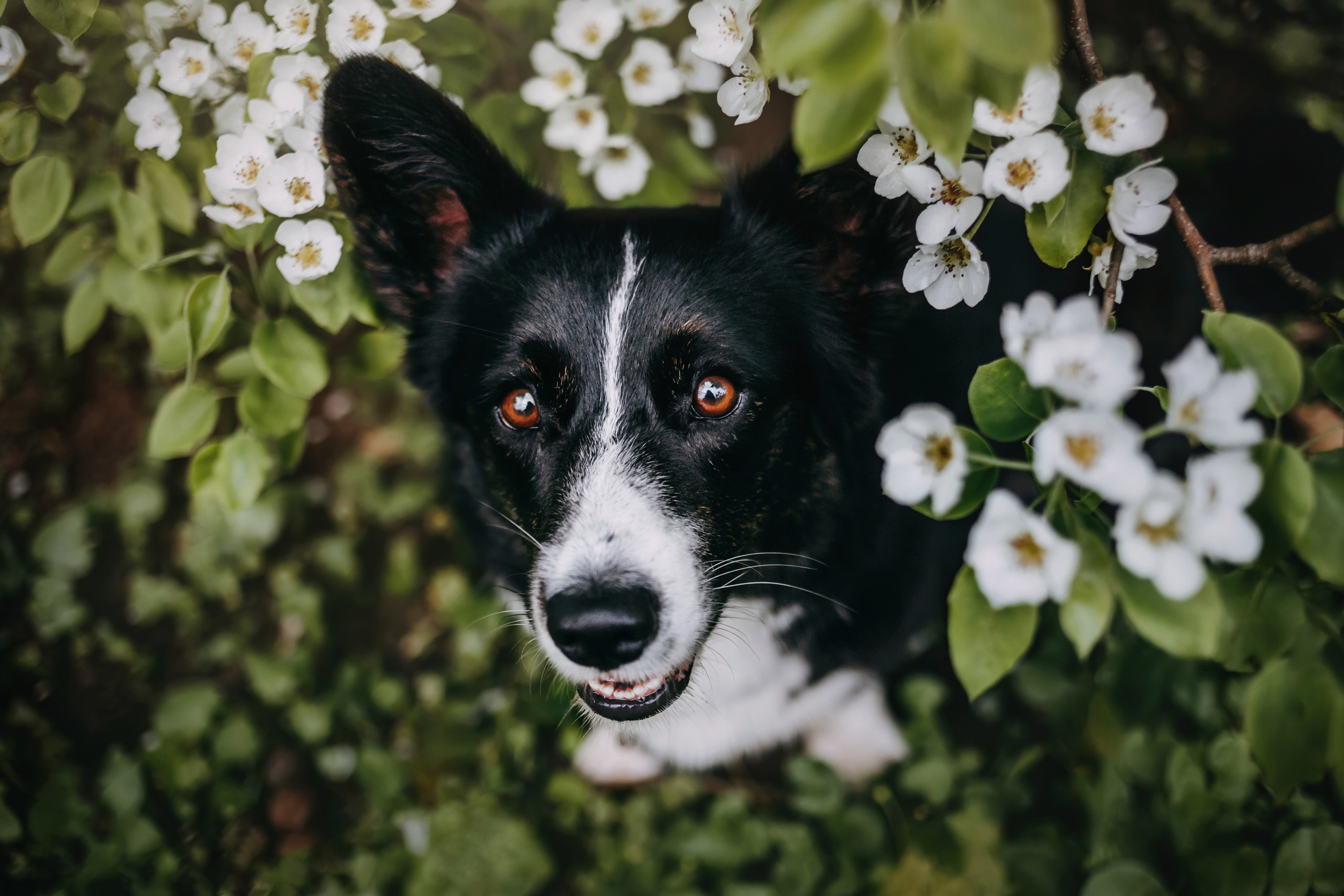 Андрей, Надя и Тара. Фотограф-анималист Елена Радченко, Москва