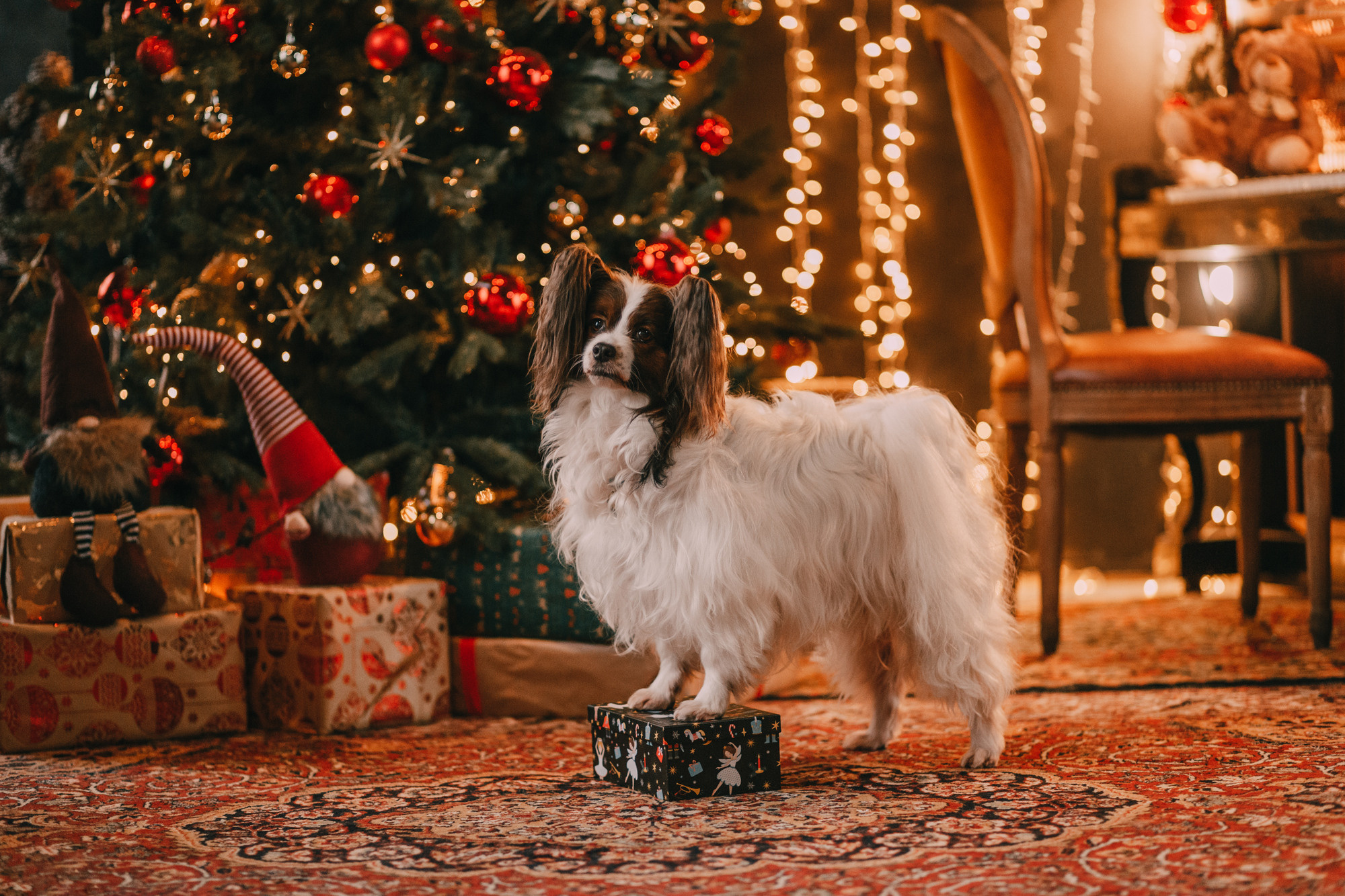 Новогодний фотодень. Фотограф-анималист Елена Радченко, Москва