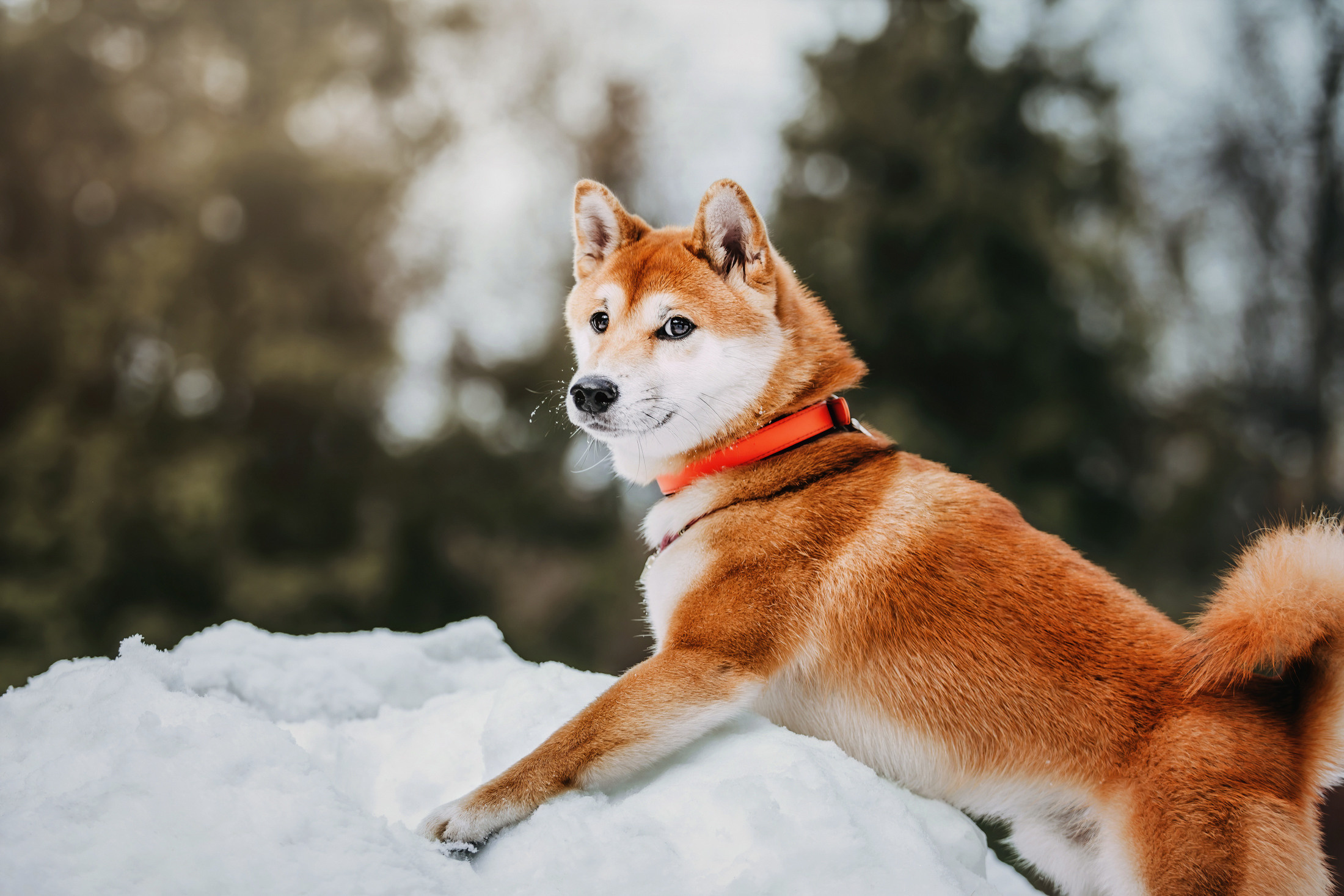 Юдай. Фотограф-анималист Елена Радченко, Москва