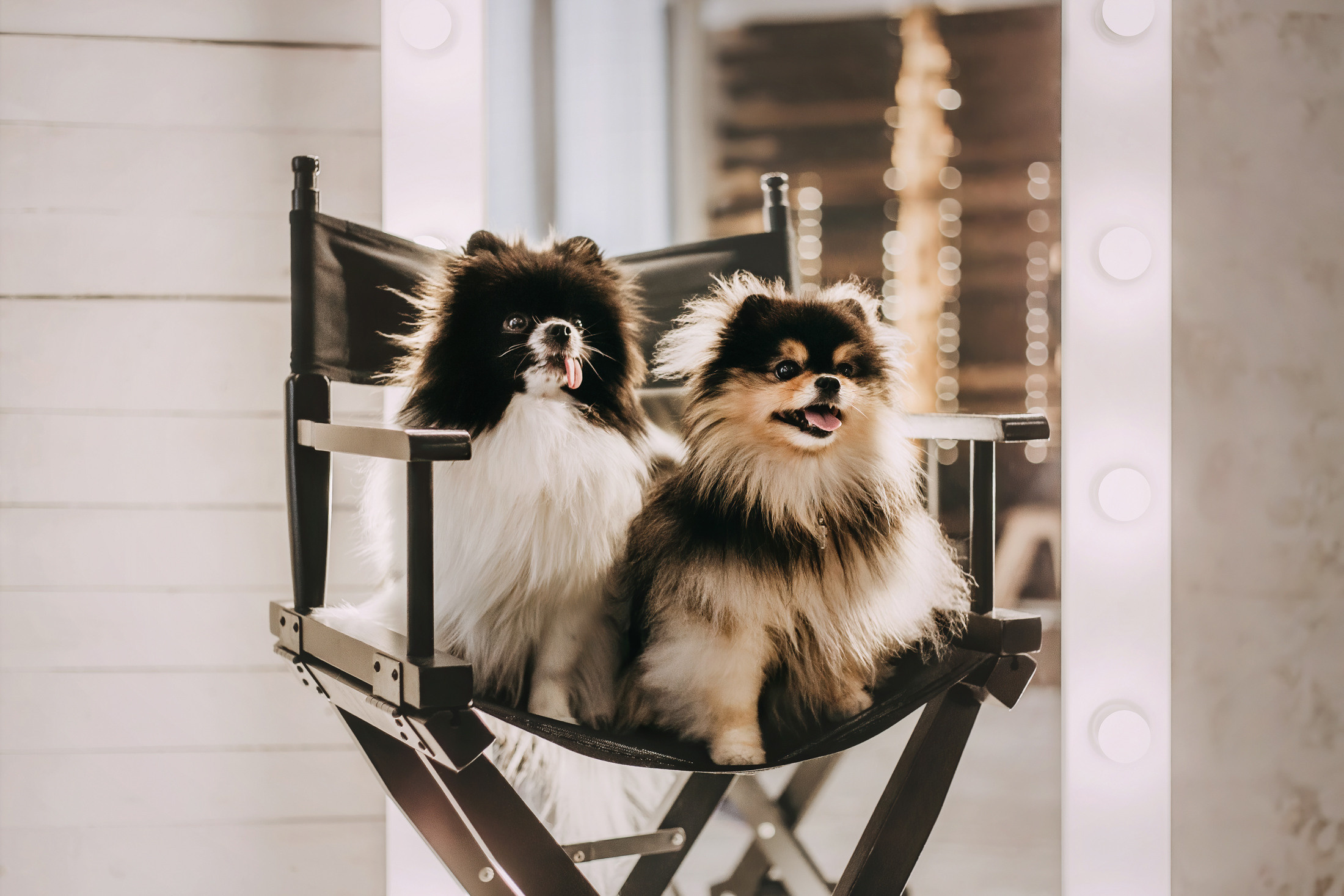 Шпицы. Фотограф-анималист Елена Радченко, Москва