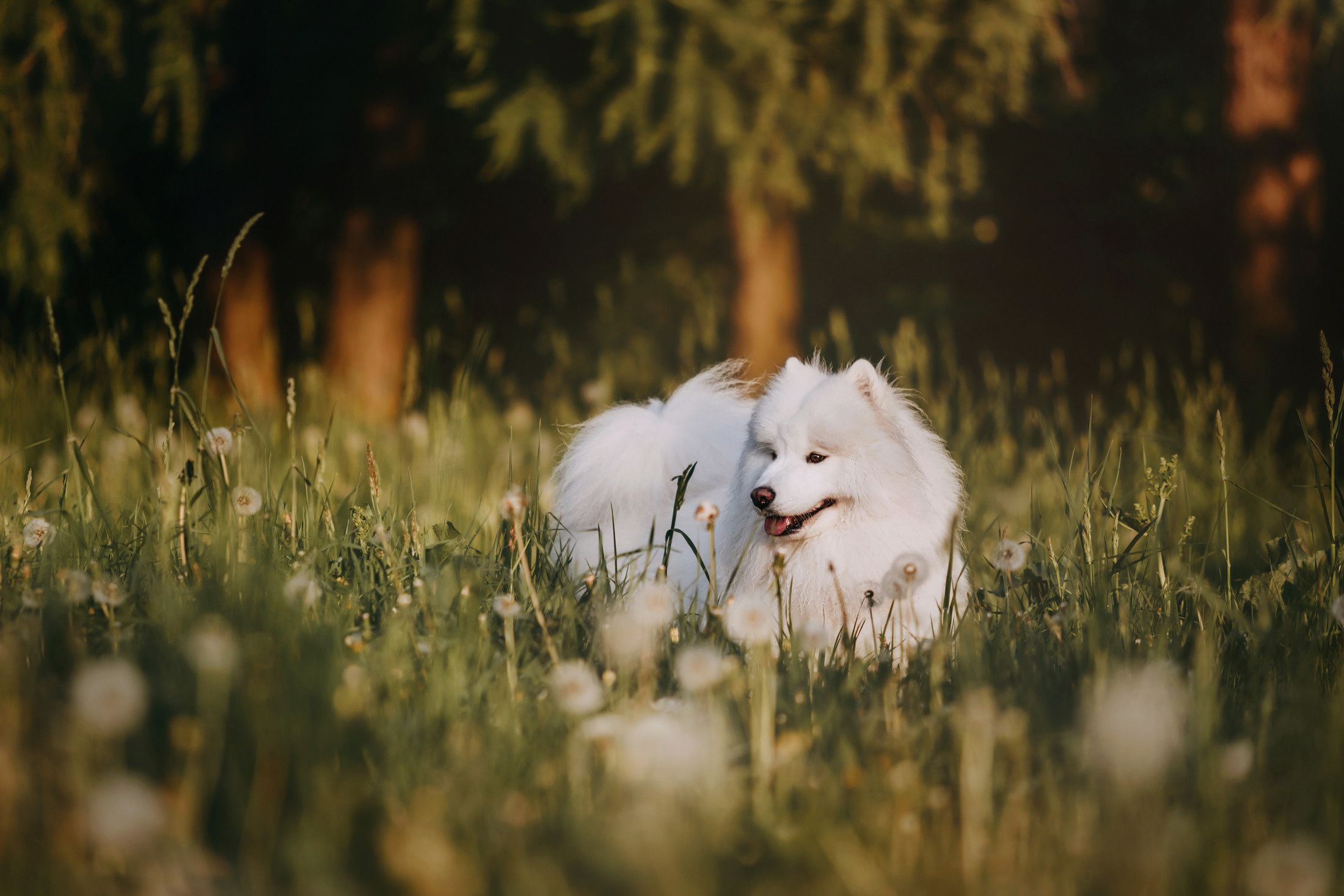 Эффи. Фотограф-анималист Елена Радченко, Москва