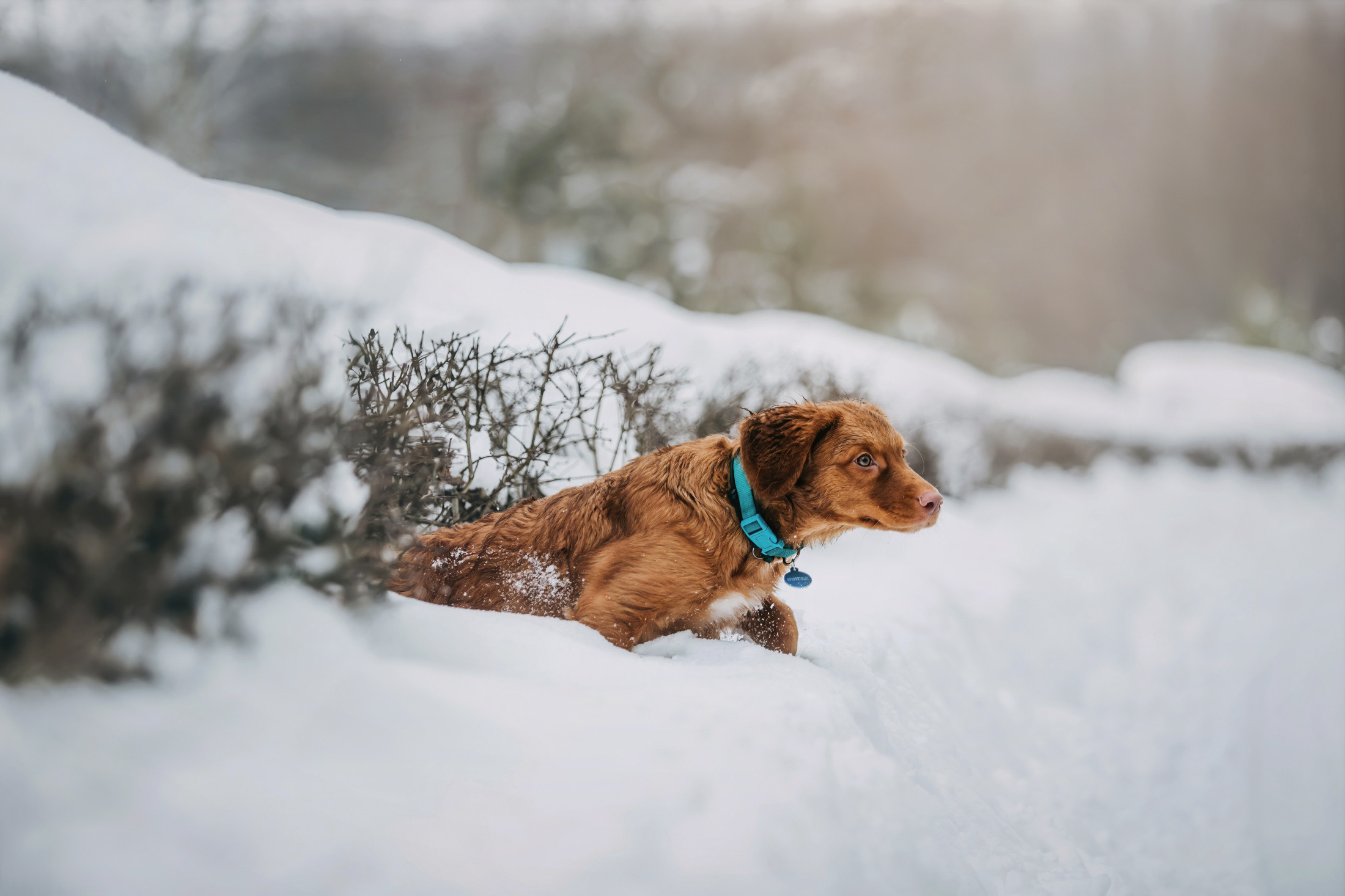 Бублик. Фотограф-анималист Елена Радченко, Москва