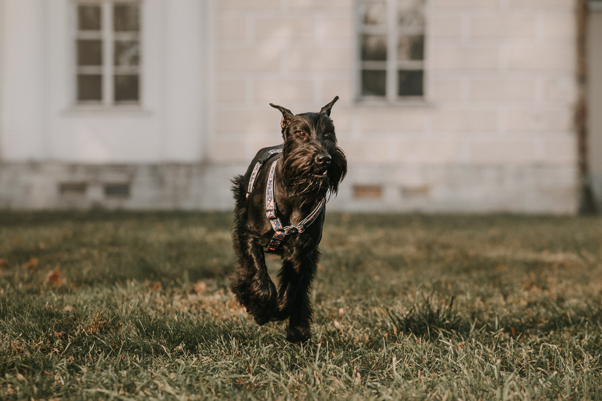 Асаль и Черри. Фотограф-анималист Елена Радченко, Москва