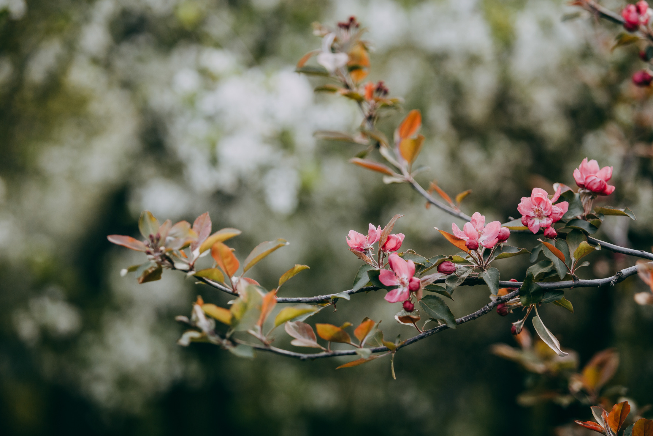 Андрей, Надя и Тара. Фотограф-анималист Елена Радченко, Москва