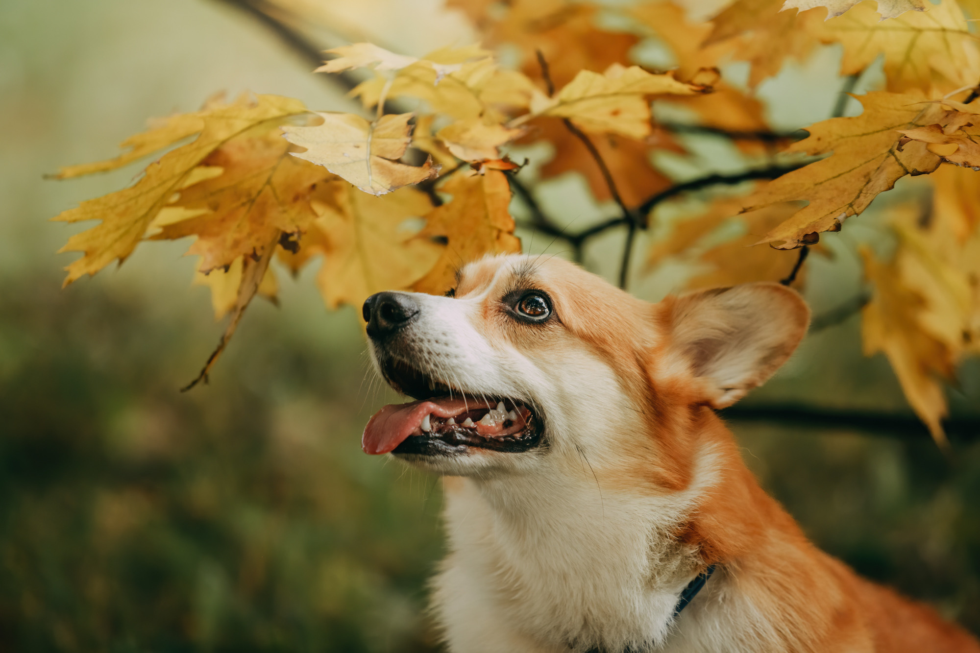 Настя и Пумба. Фотограф-анималист Елена Радченко, Москва