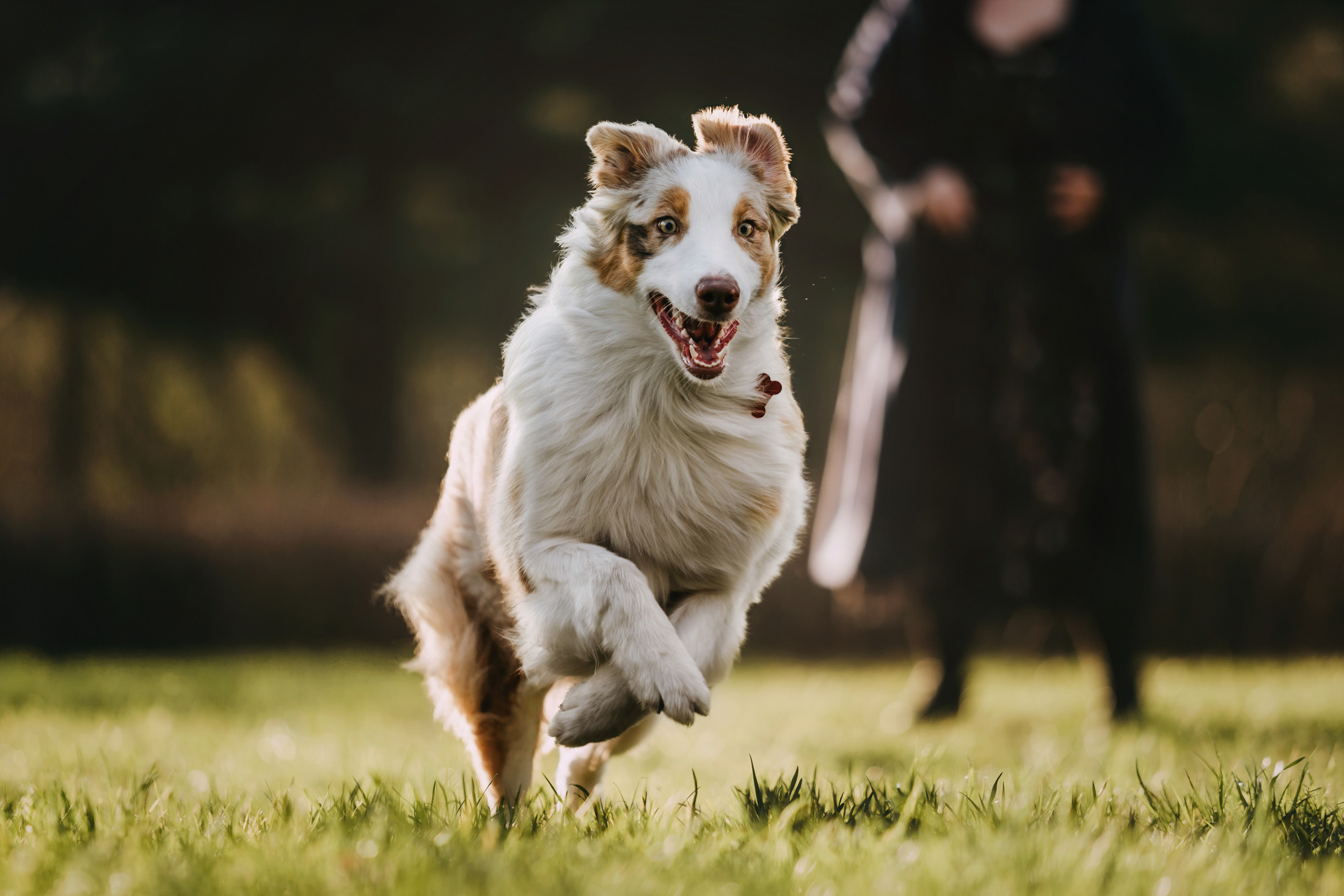 Джинни. Фотограф-анималист Елена Радченко, Москва