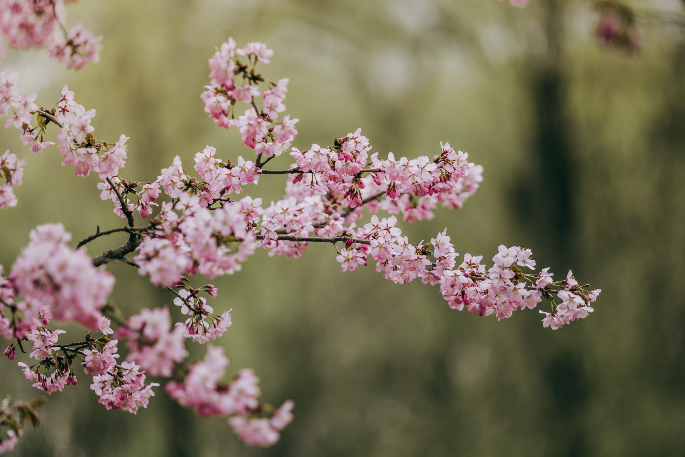 Цири. Фотограф-анималист Елена Радченко, Москва