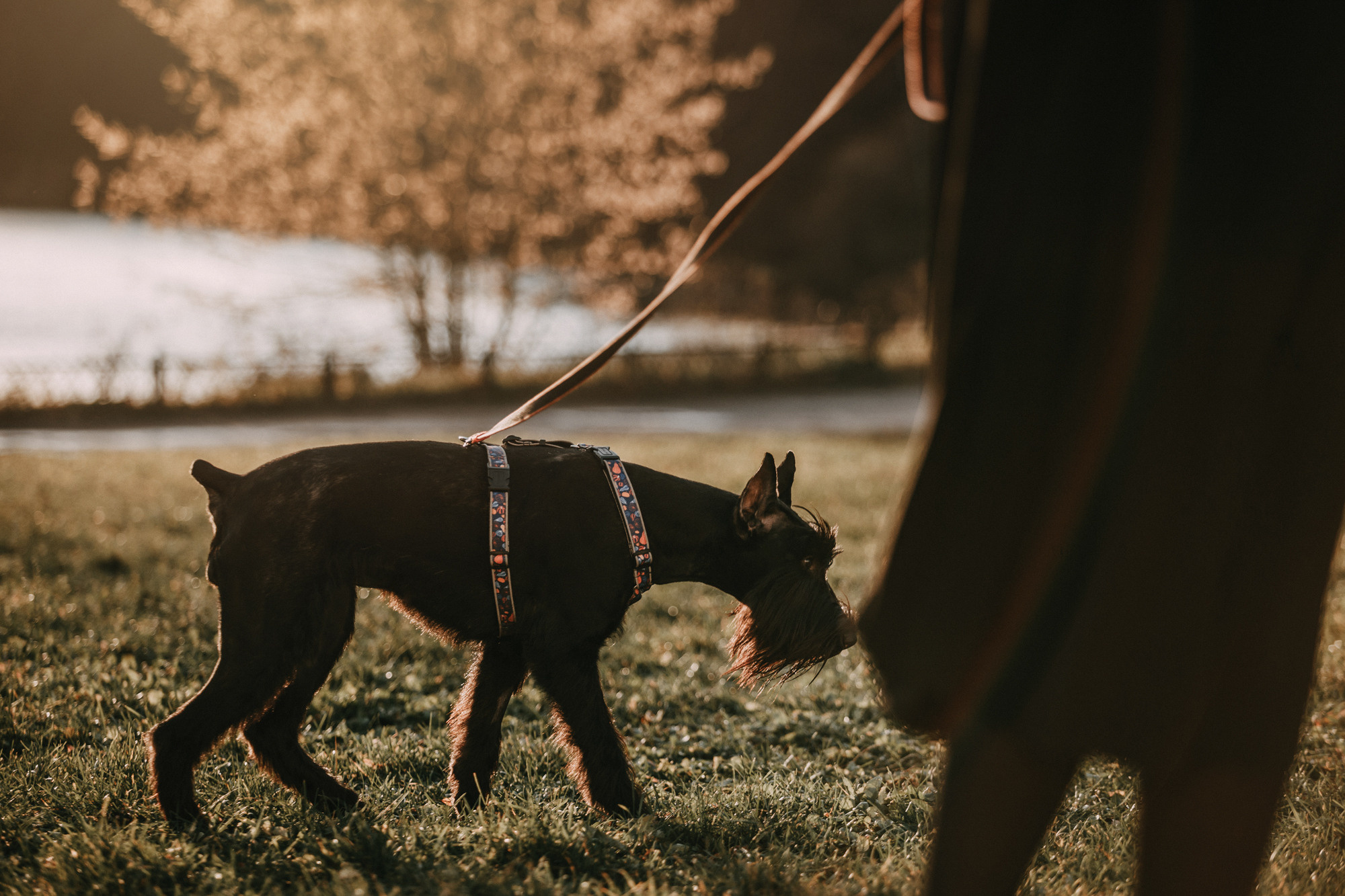 Асаль и Черри. Фотограф-анималист Елена Радченко, Москва