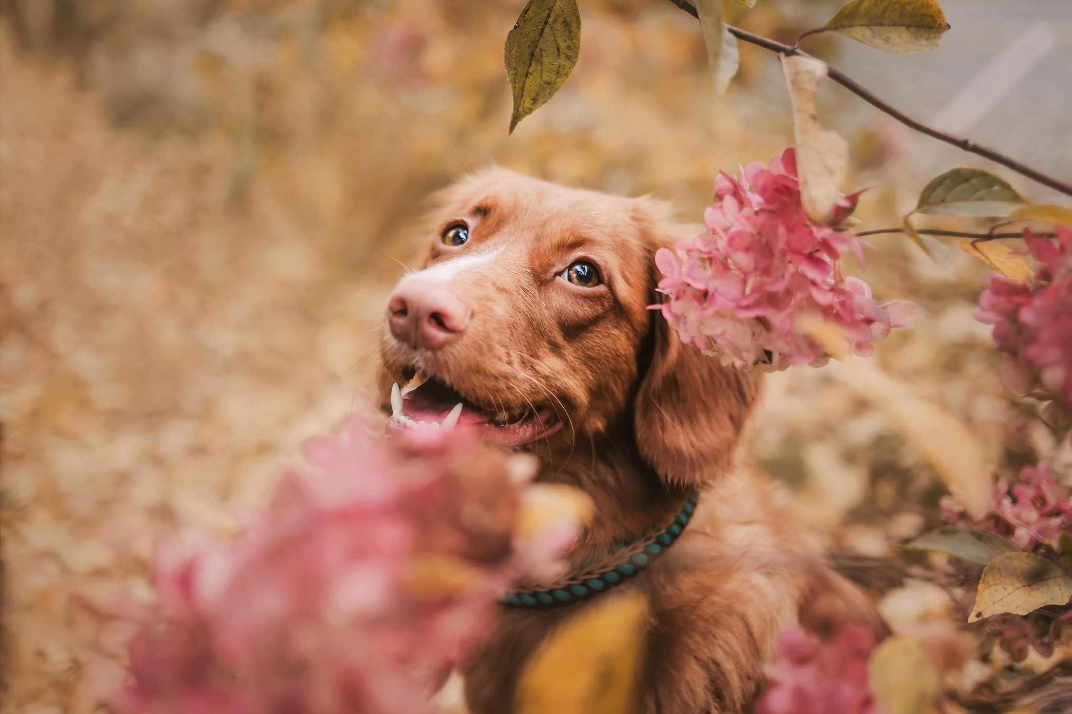 Шерли. Фотограф-анималист Елена Радченко, Москва