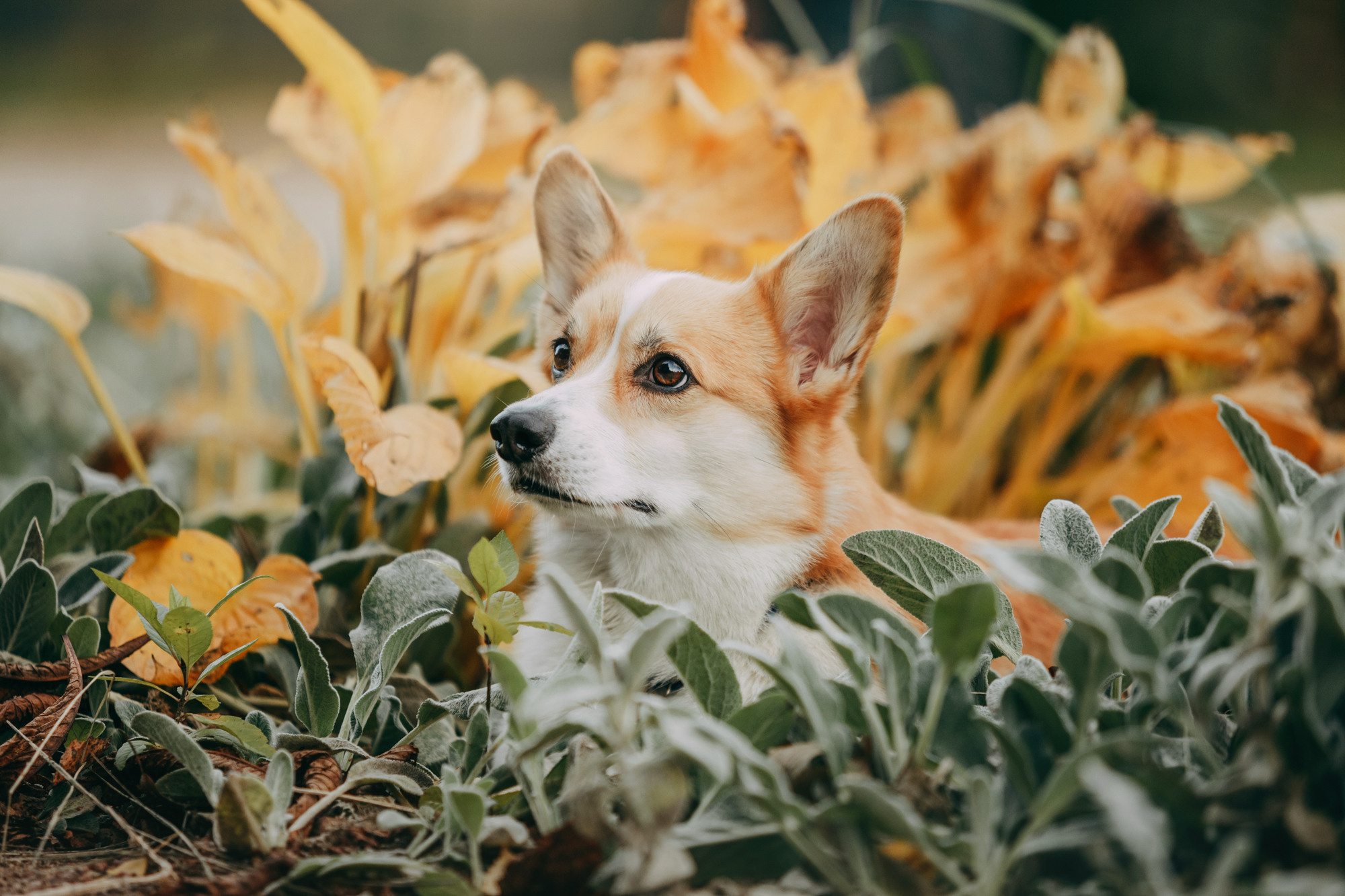 Настя и Пумба. Фотограф-анималист Елена Радченко, Москва