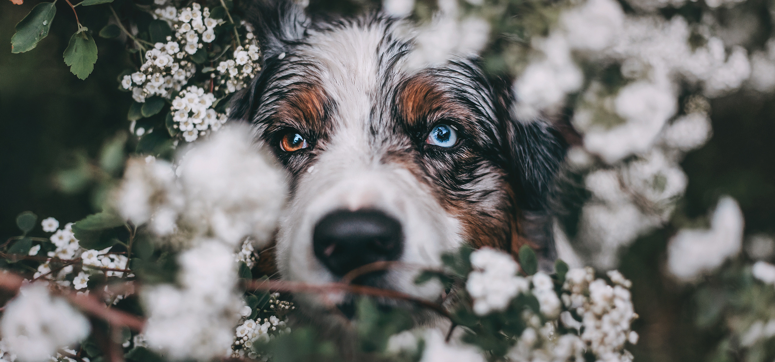 Фотограф-анималист Елена Радченко, Москва