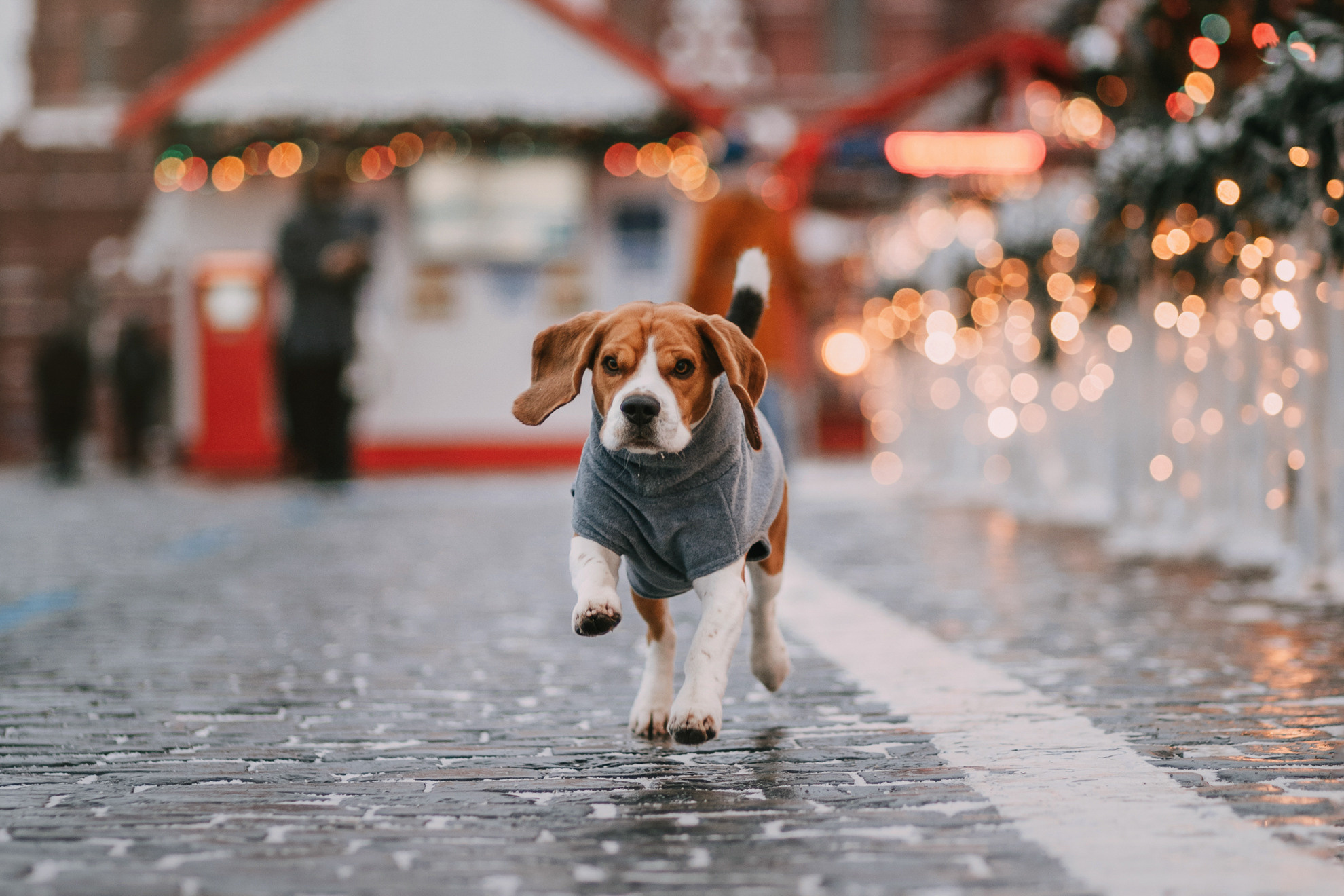 Марина и Дэй. Фотограф-анималист Елена Радченко, Москва
