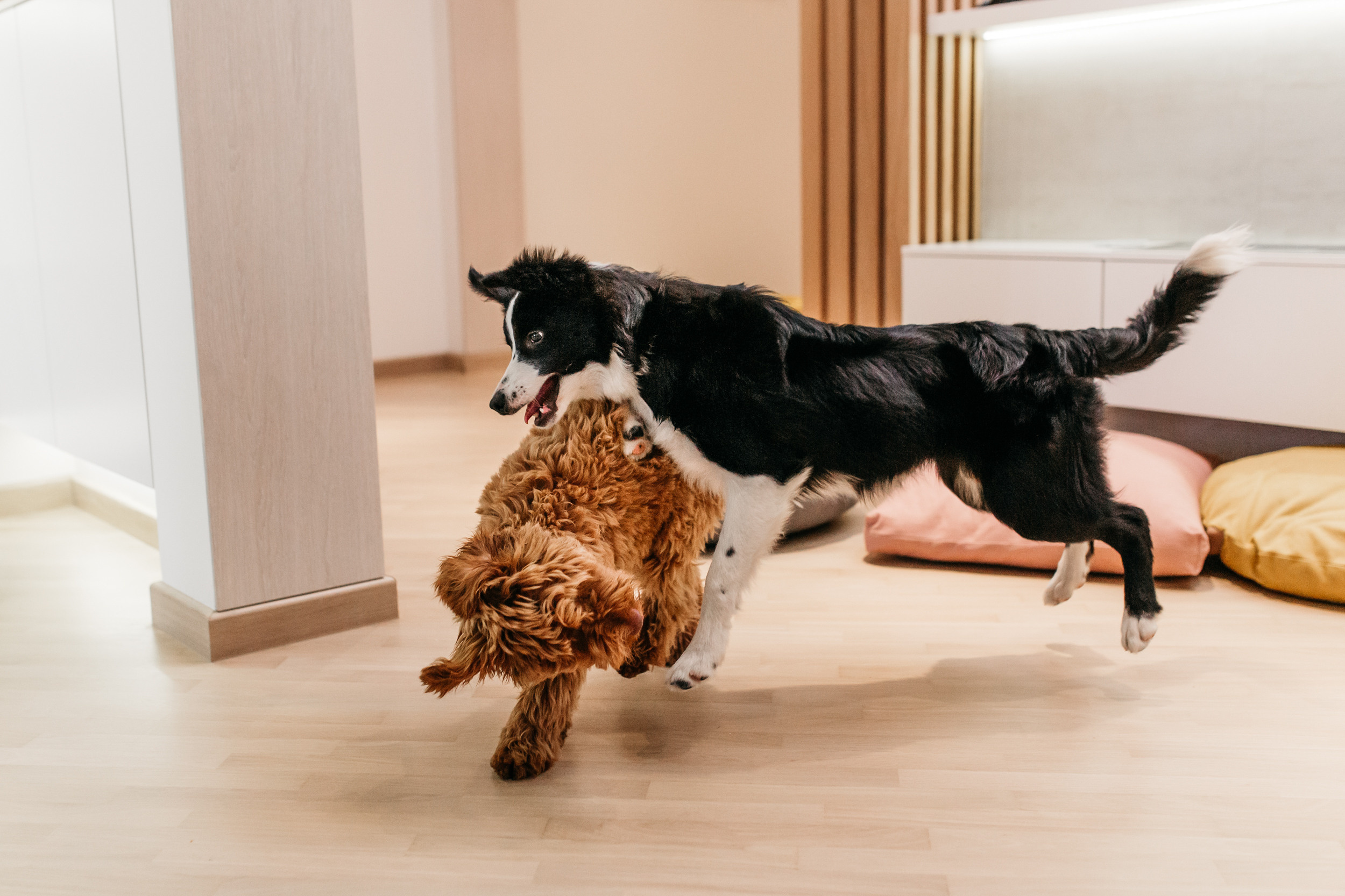 Магазин Bumbaboo. Фотограф-анималист Елена Радченко, Москва