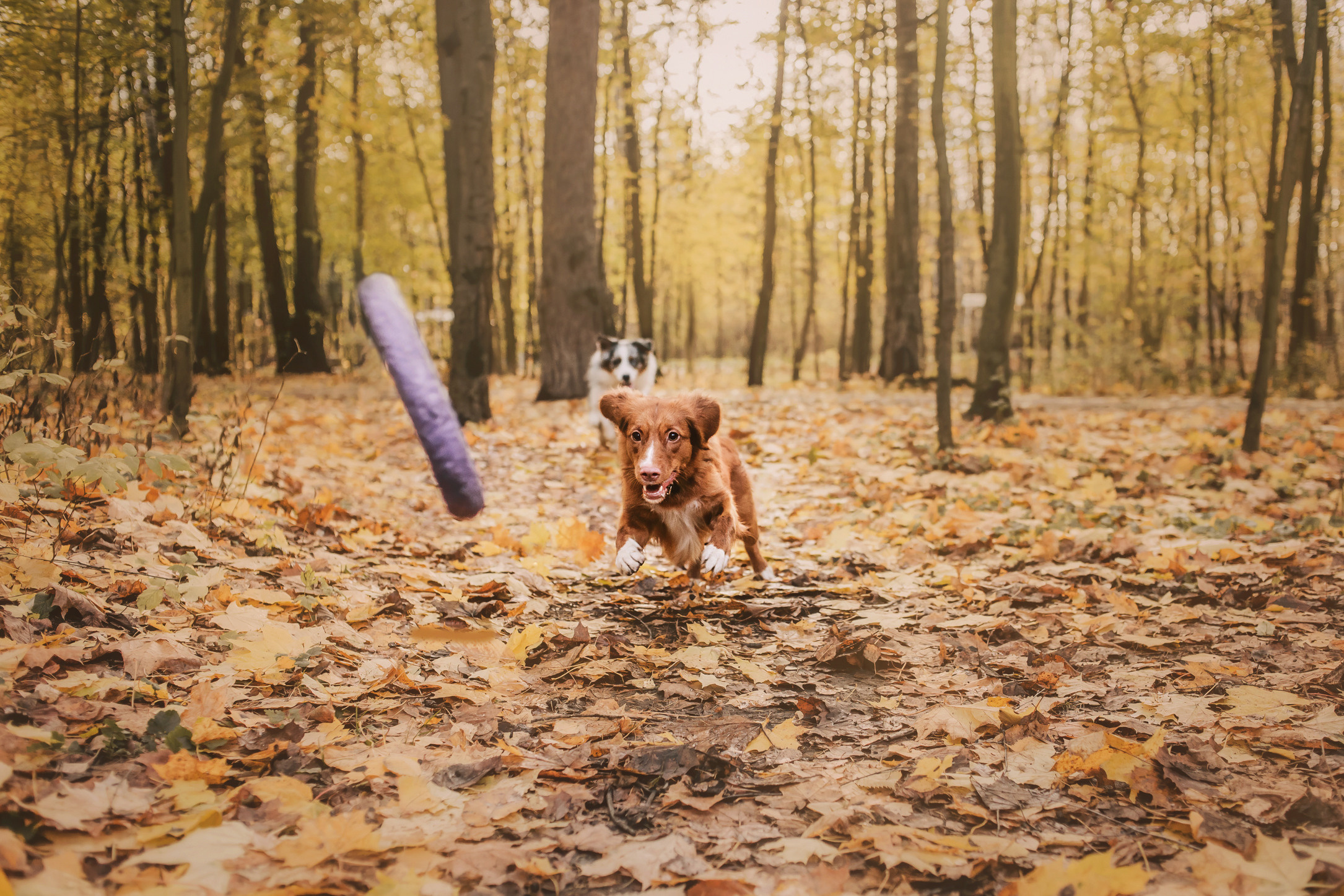 Шерли. Фотограф-анималист Елена Радченко, Москва