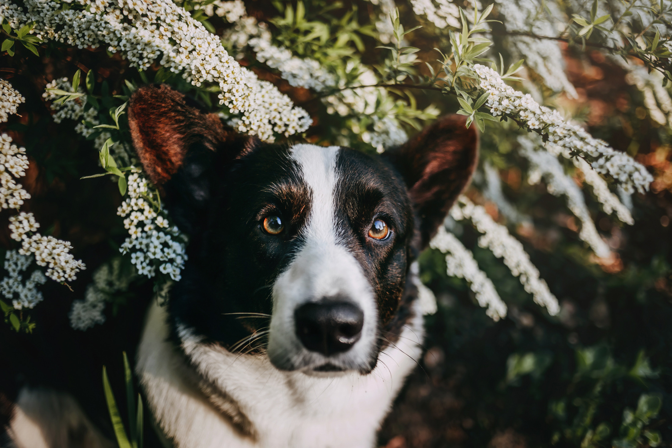 Винсент. Фотограф-анималист Елена Радченко, Москва