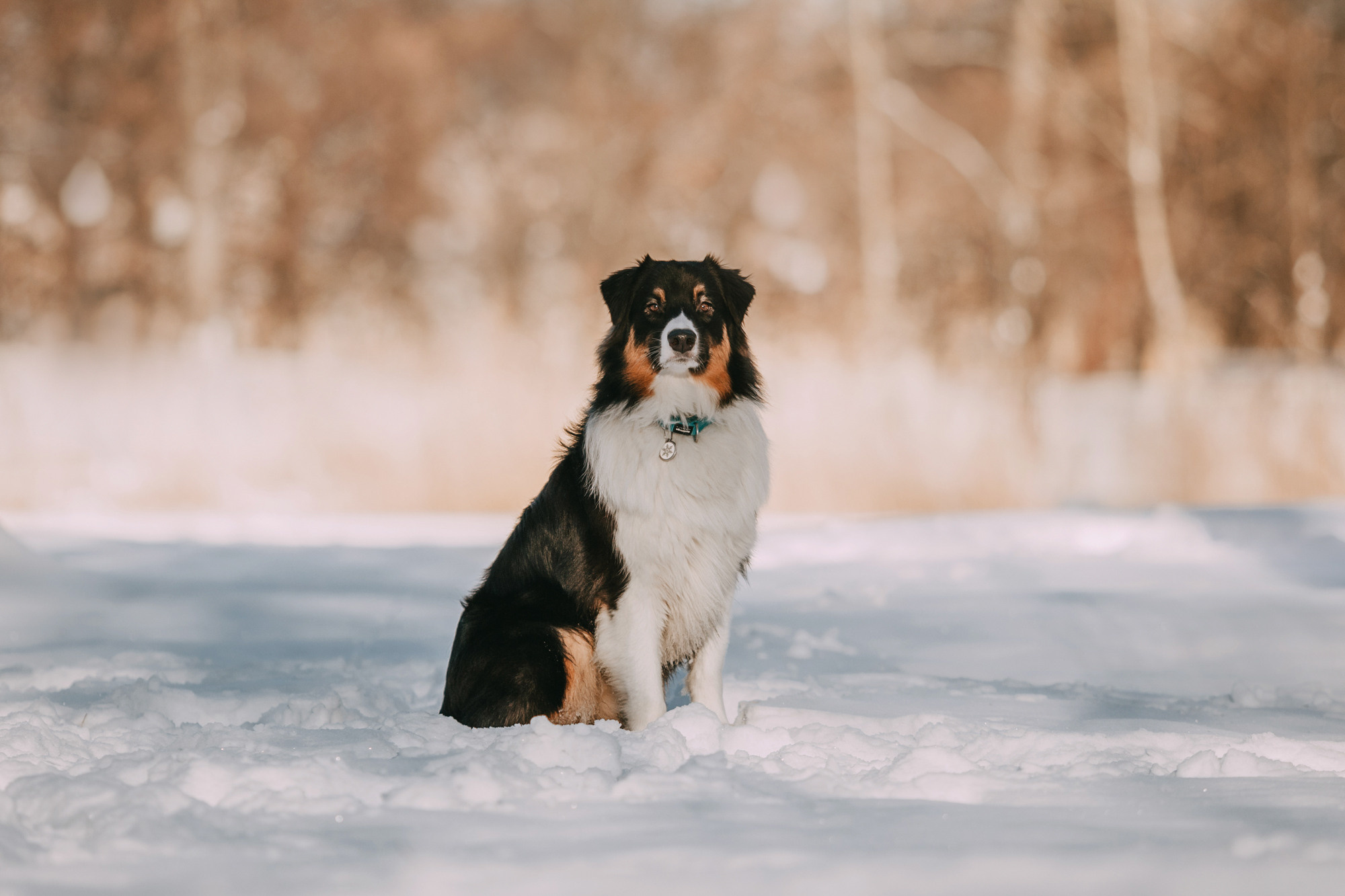 Анна и Чарли. Фотограф-анималист Елена Радченко, Москва