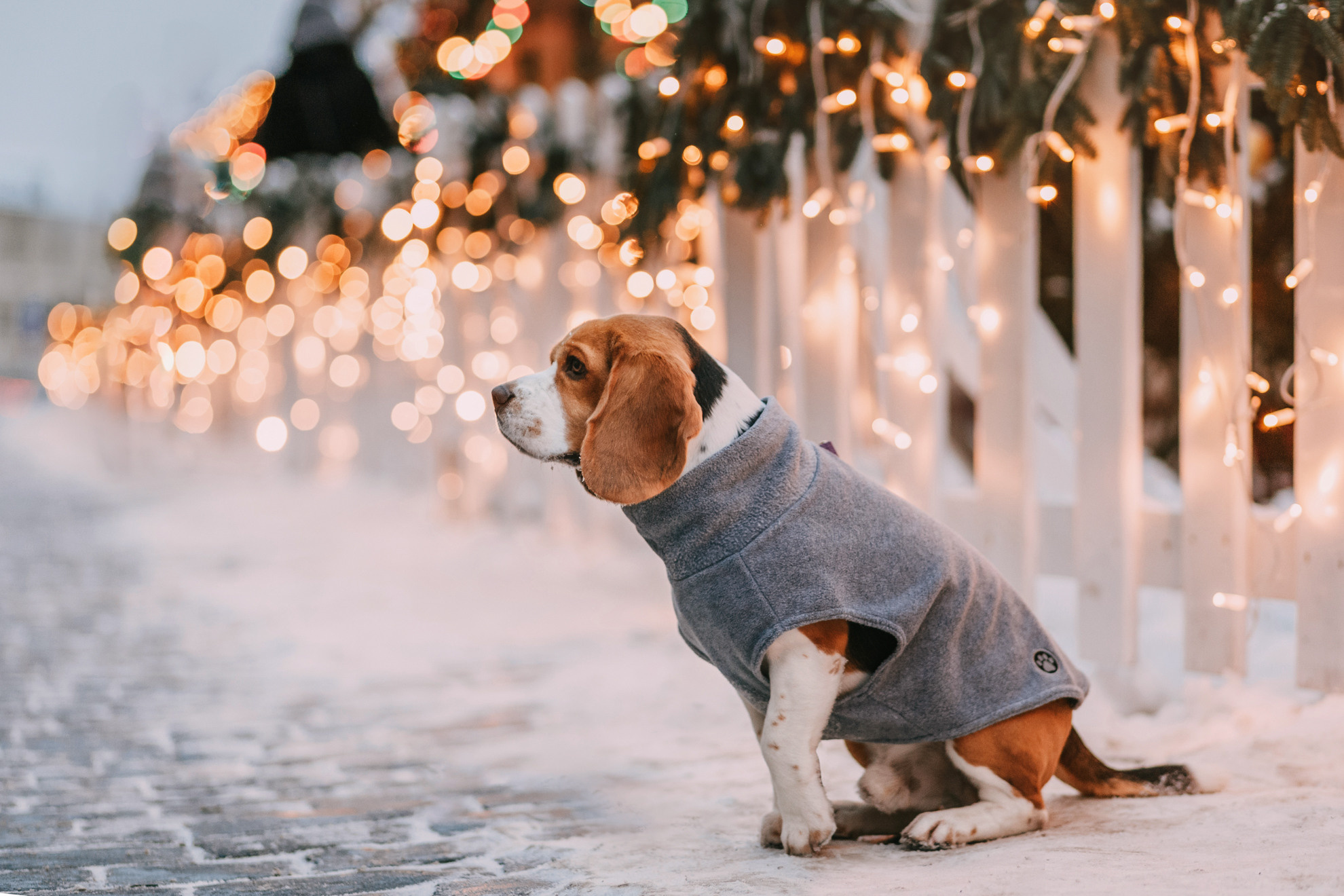 Марина и Дэй. Фотограф-анималист Елена Радченко, Москва