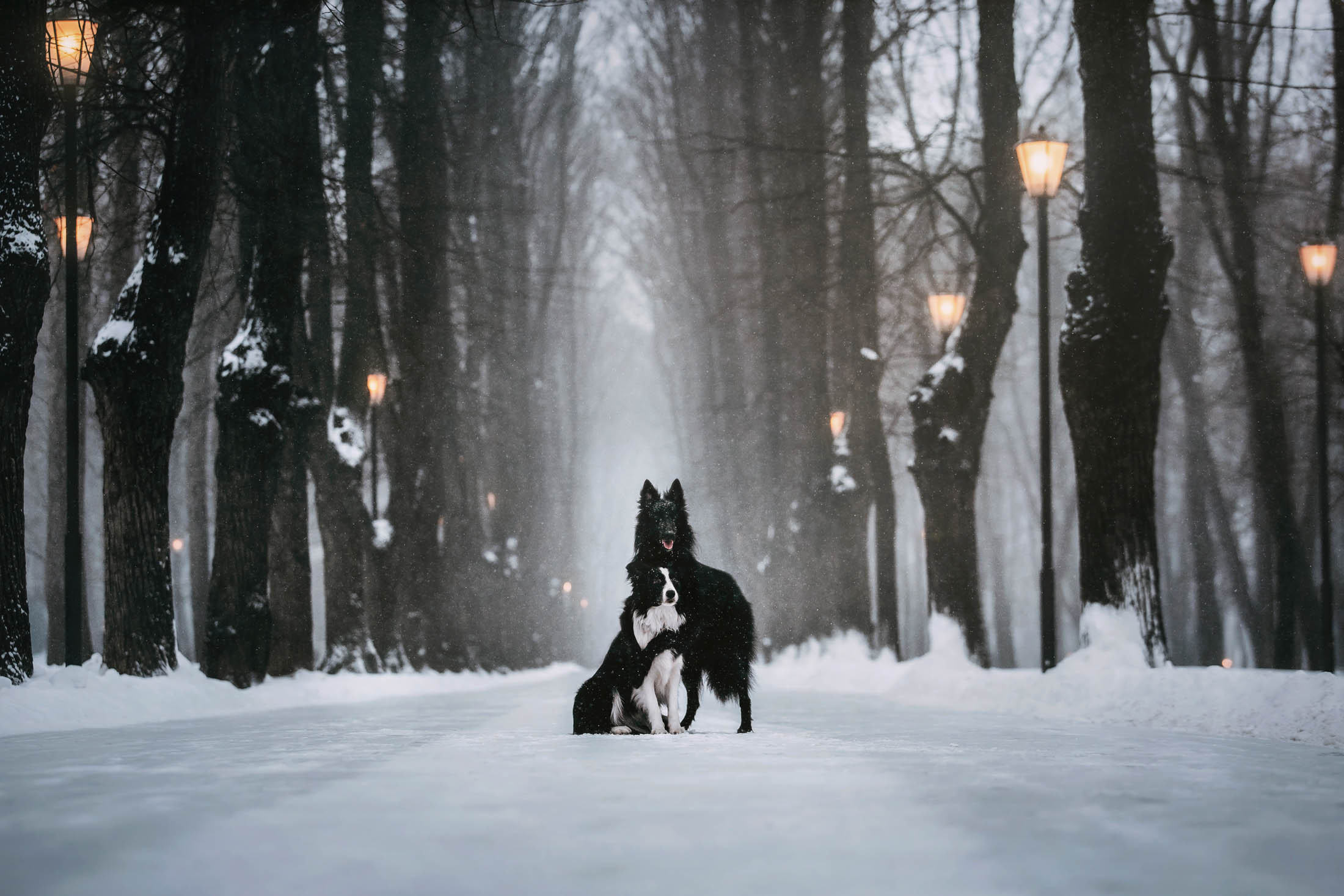 Мерлин и Адидас. Фотограф-анималист Елена Радченко, Москва