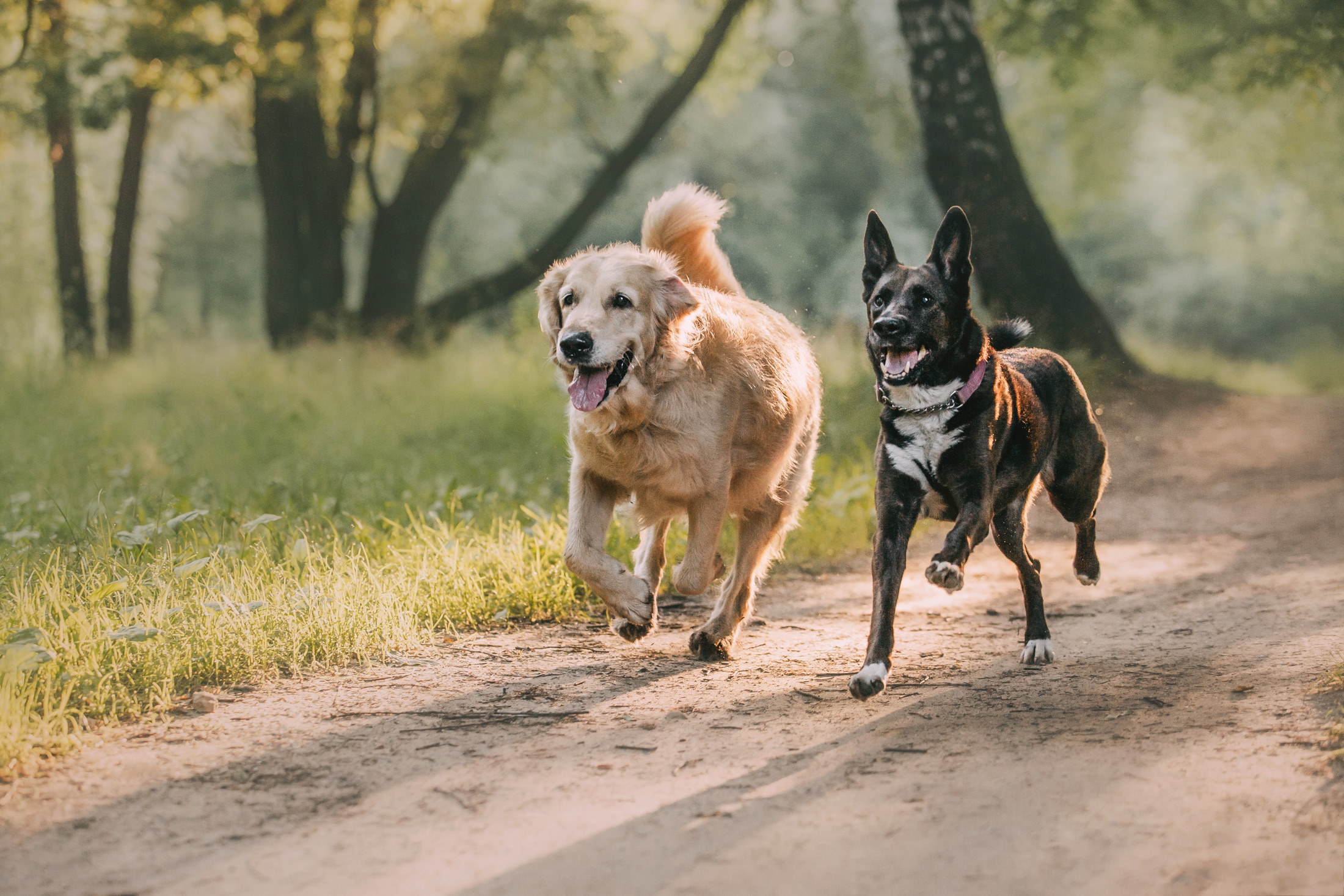 Ира, Бэлла и Альма. Фотограф-анималист Елена Радченко, Москва