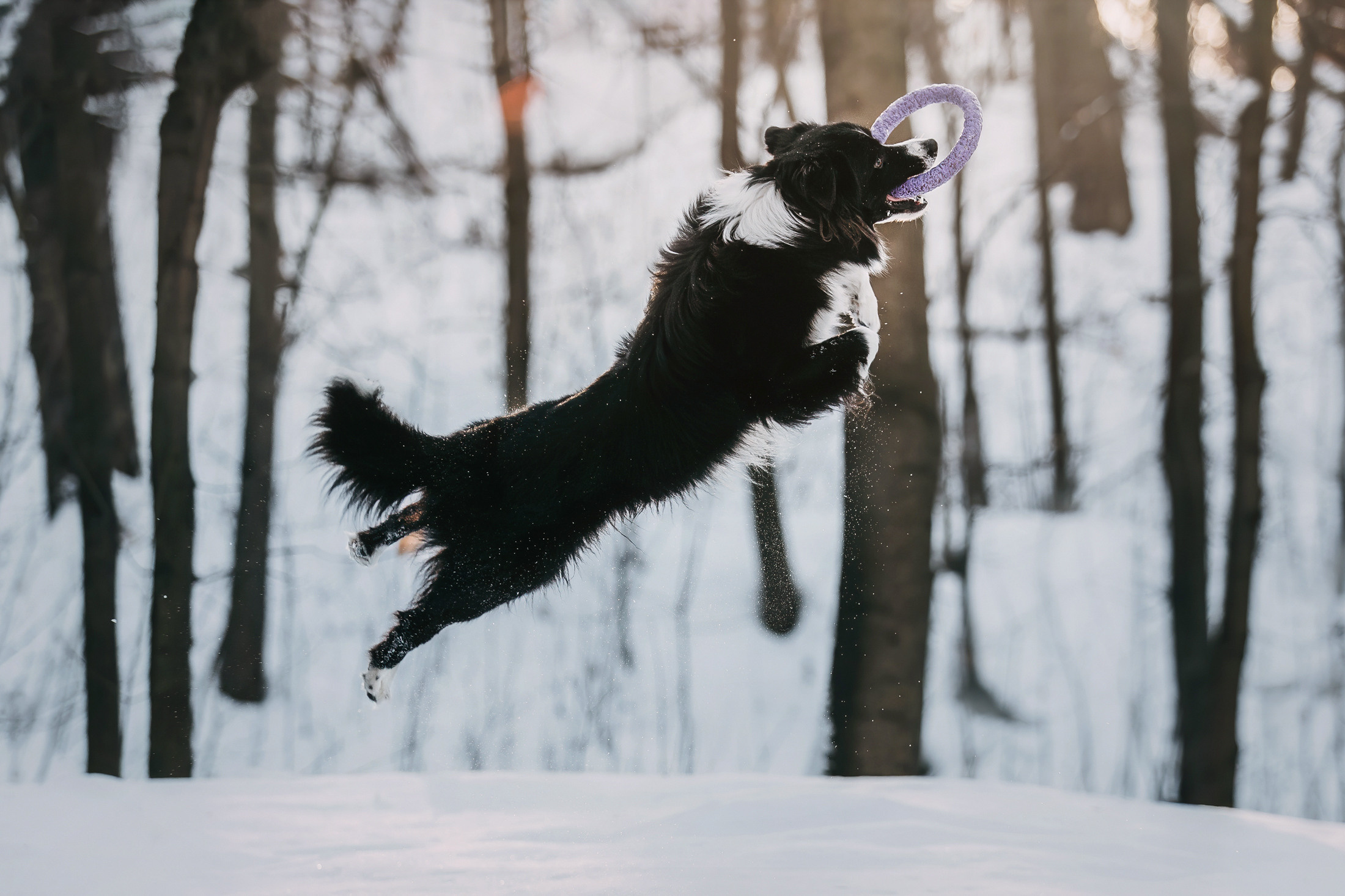 Юля и Маккензи. Фотограф-анималист Елена Радченко, Москва