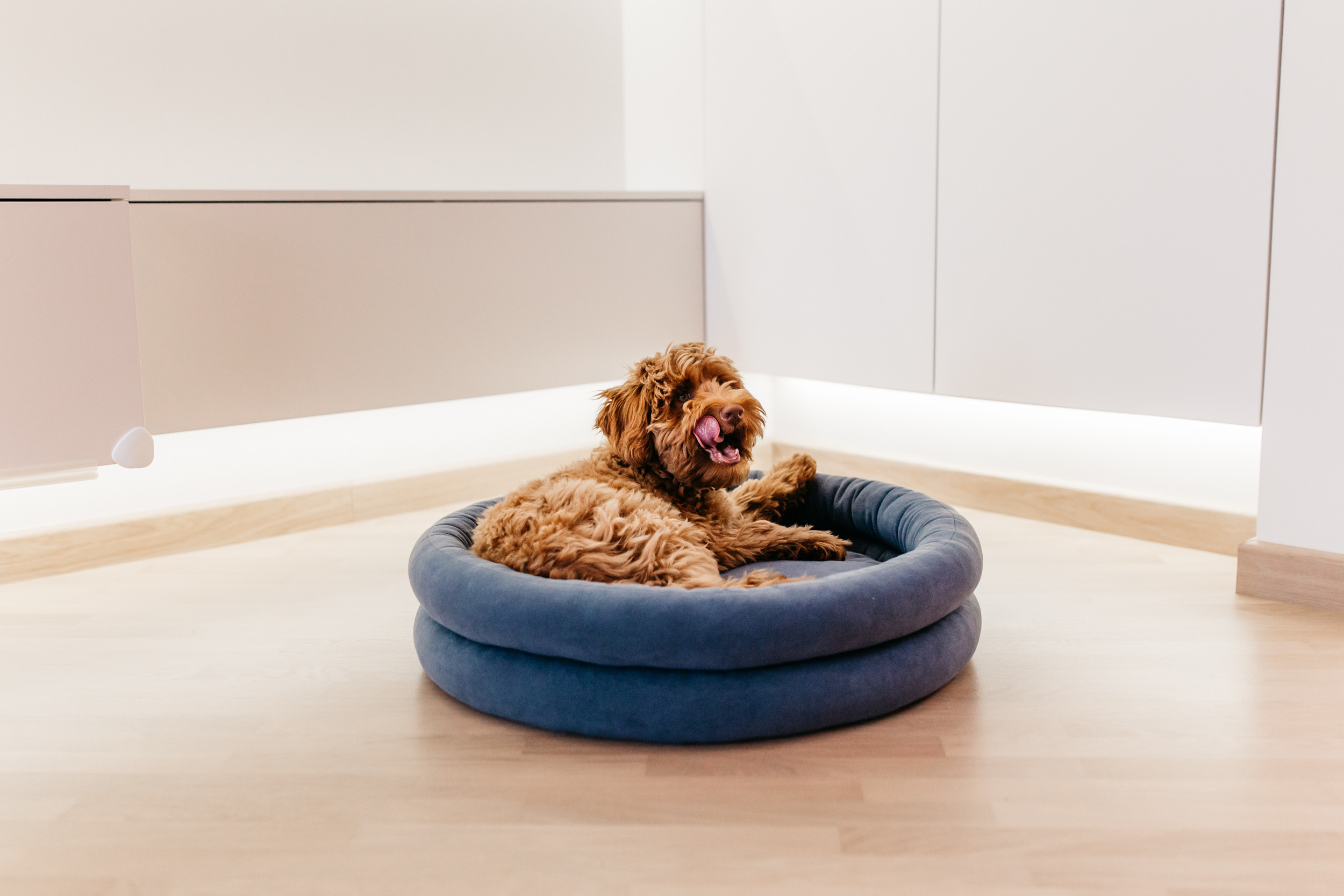 Магазин Bumbaboo. Фотограф-анималист Елена Радченко, Москва