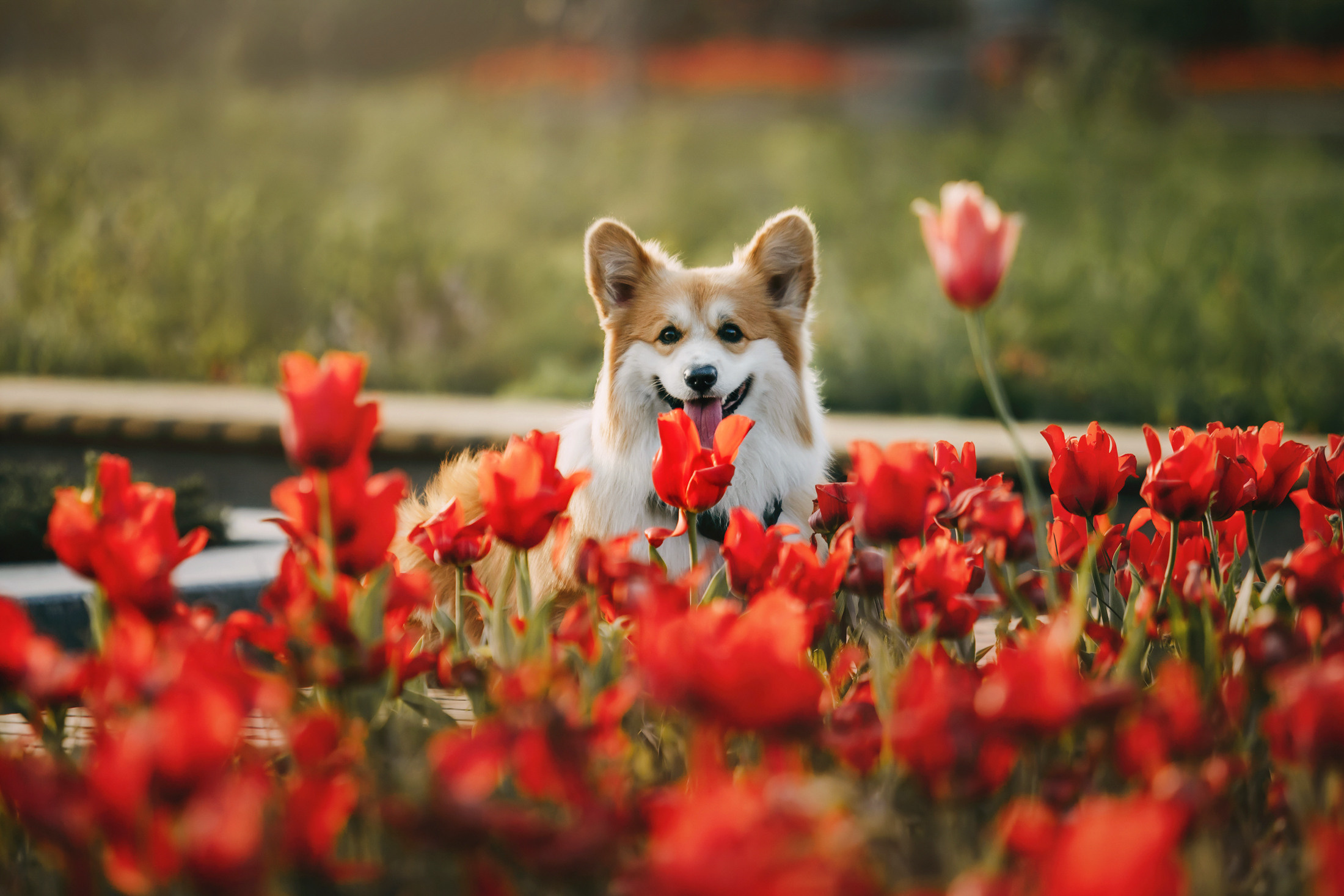 Аня и Винни. Фотограф-анималист Елена Радченко, Москва