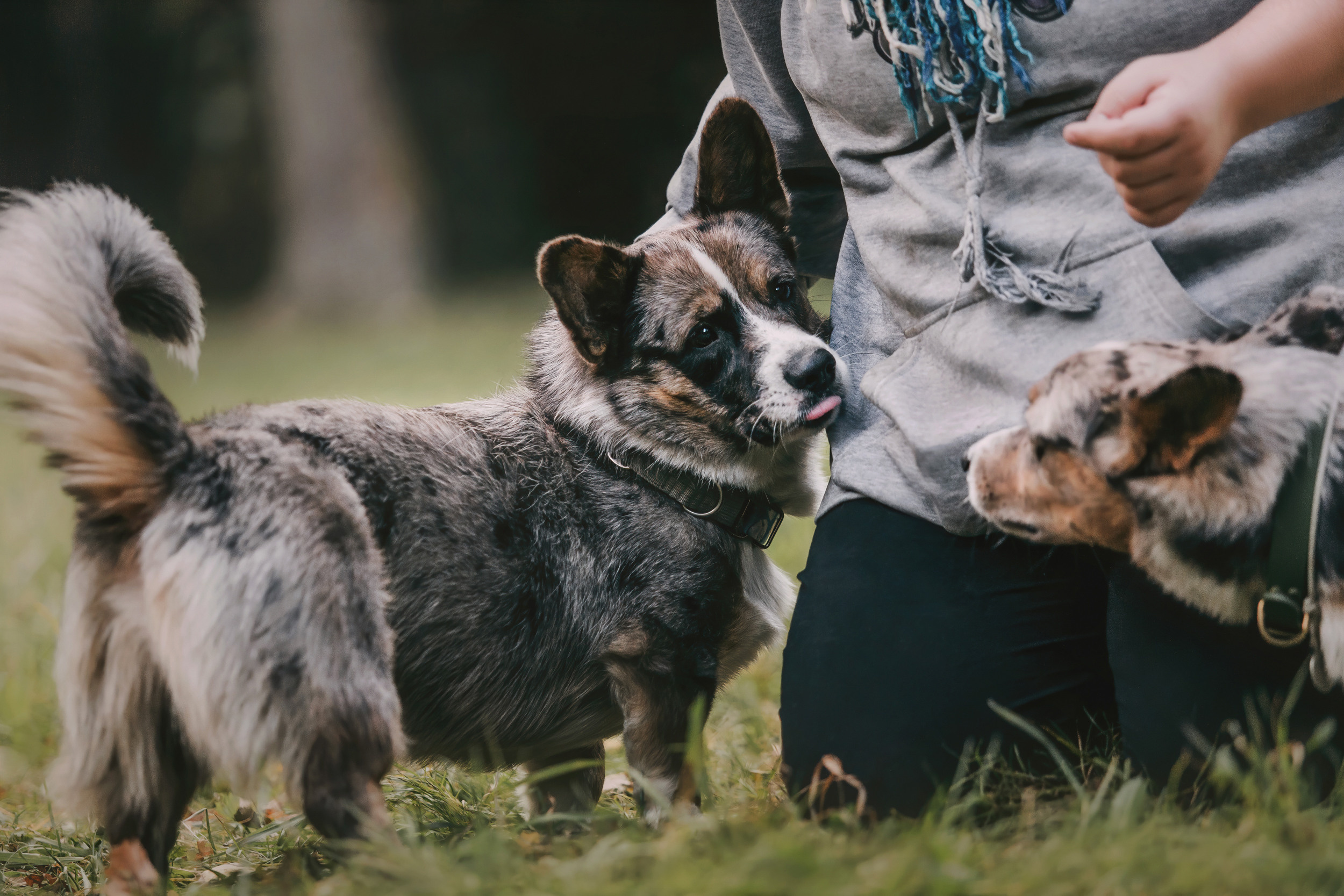Корги встреча. Фотограф-анималист Елена Радченко, Москва