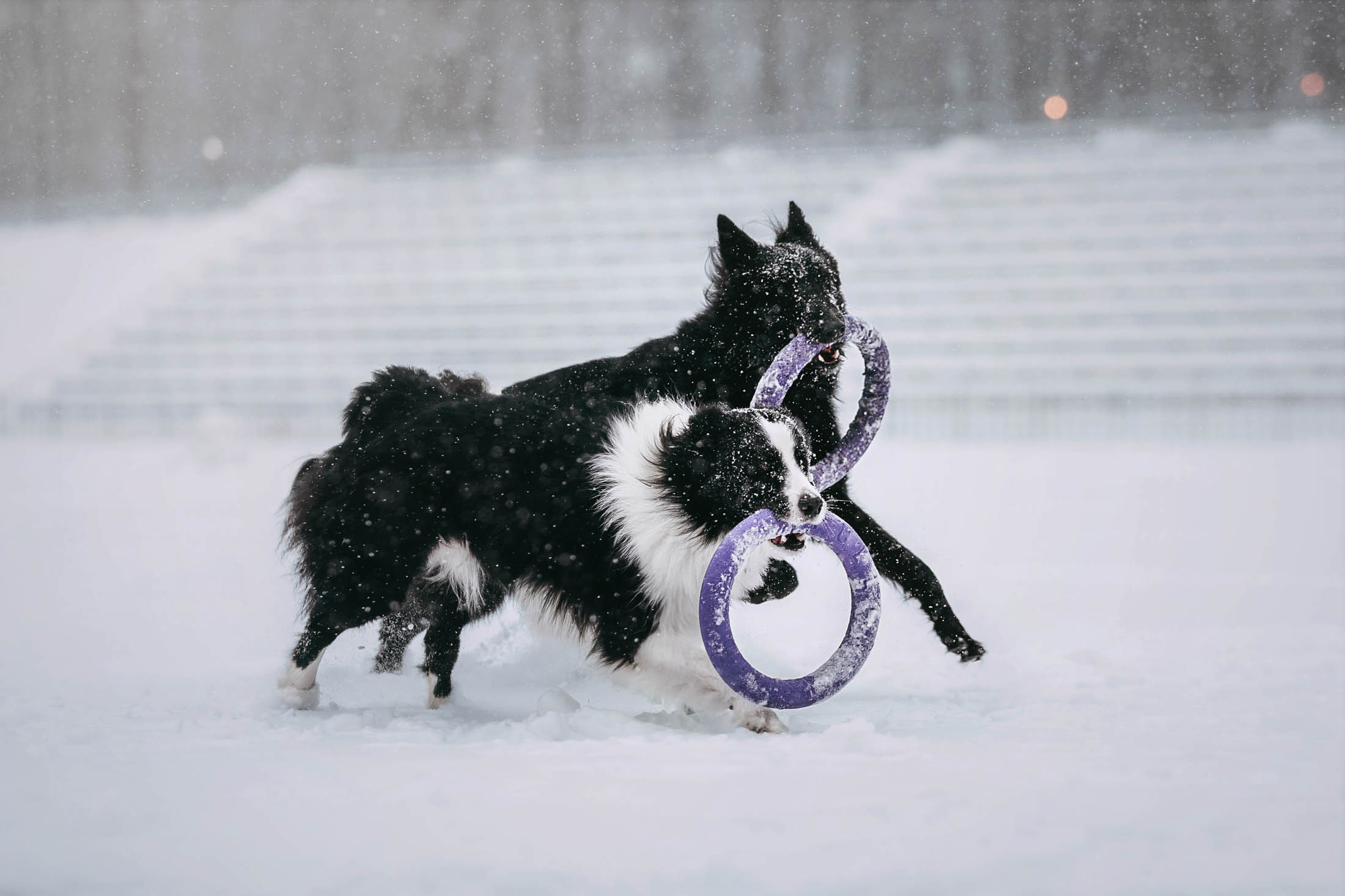 Мерлин и Адидас. Фотограф-анималист Елена Радченко, Москва