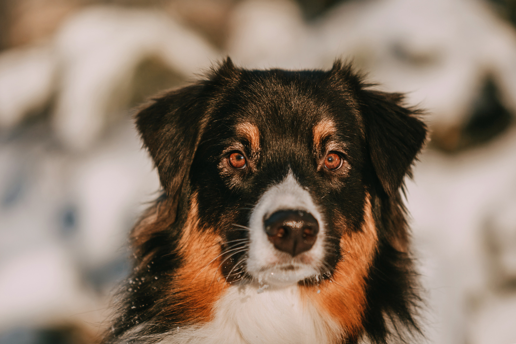 Анна и Чарли. Фотограф-анималист Елена Радченко, Москва