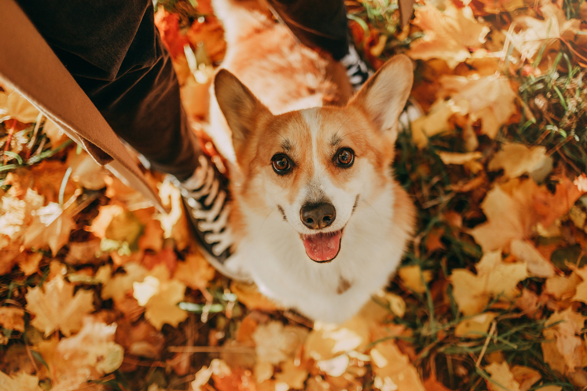 Настя и Пумба. Фотограф-анималист Елена Радченко, Москва